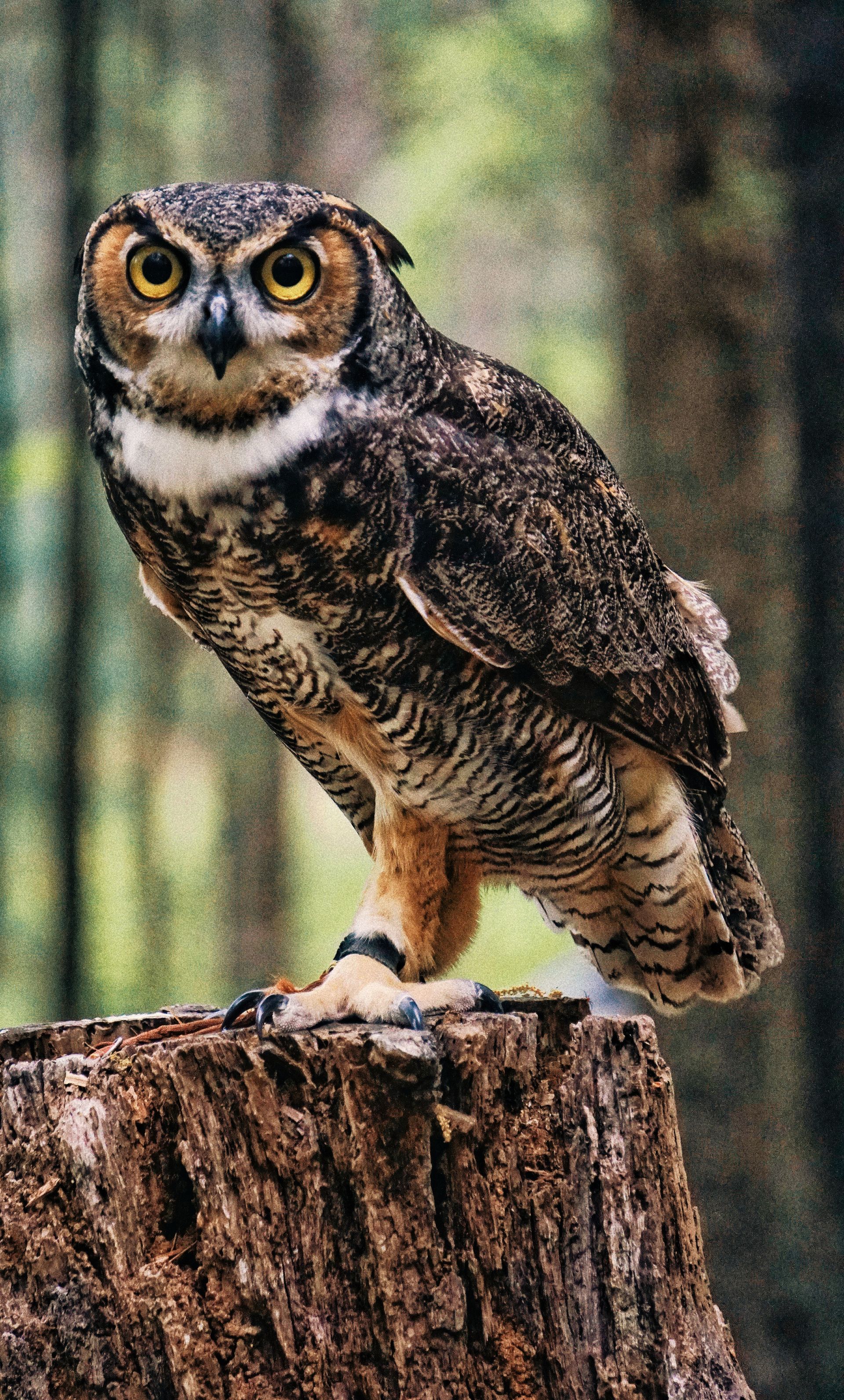 Great horned owl perched on a tree stump, brown and white plumage, yellow eyes, forest background.