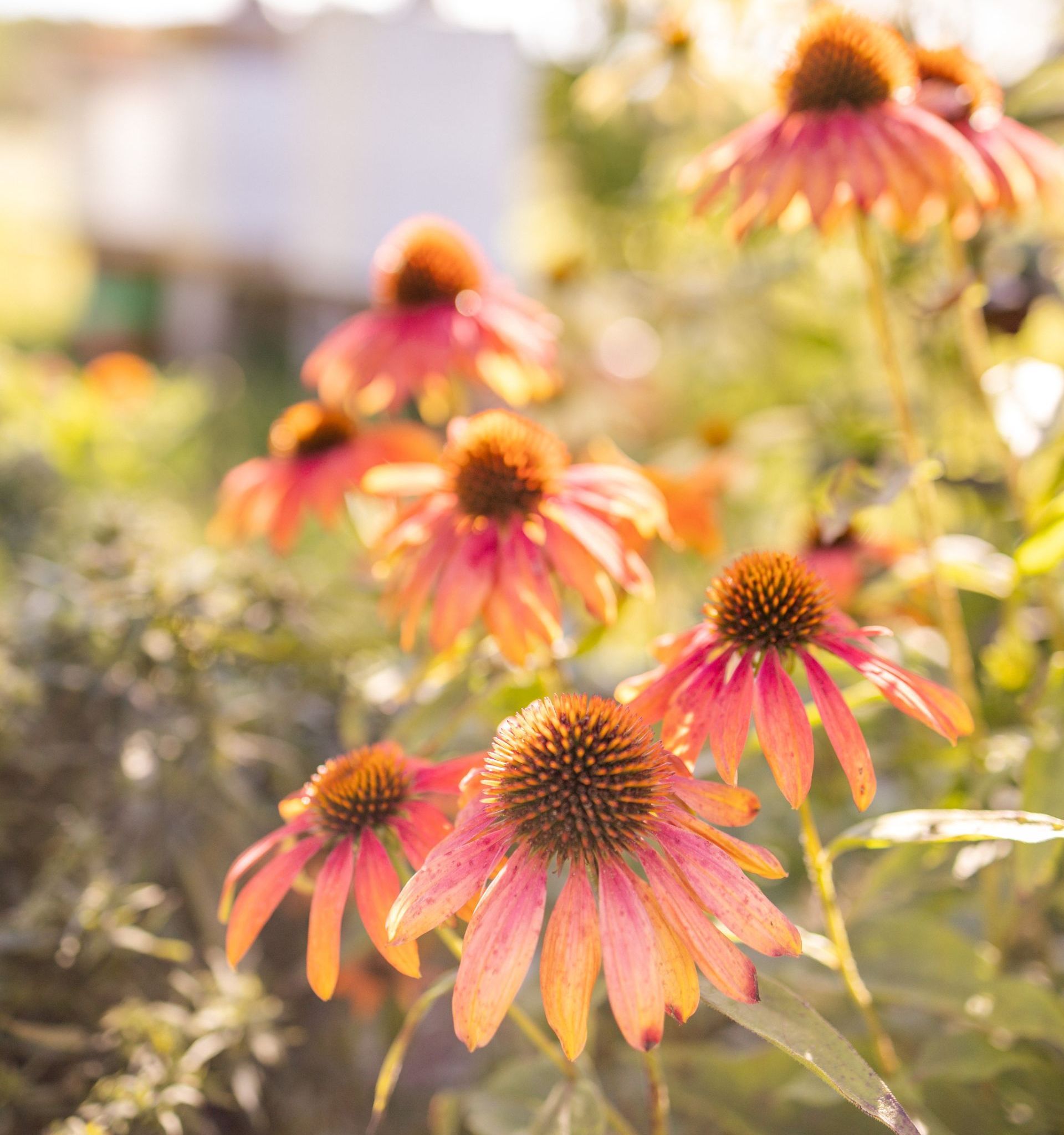 Orange coneflowers in a sunny garden with blurred background, petals radiating out from dark brown centers.