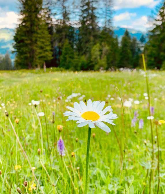 Daisy in focus, stands in a vibrant green meadow. Trees and blue mountains frame the background.