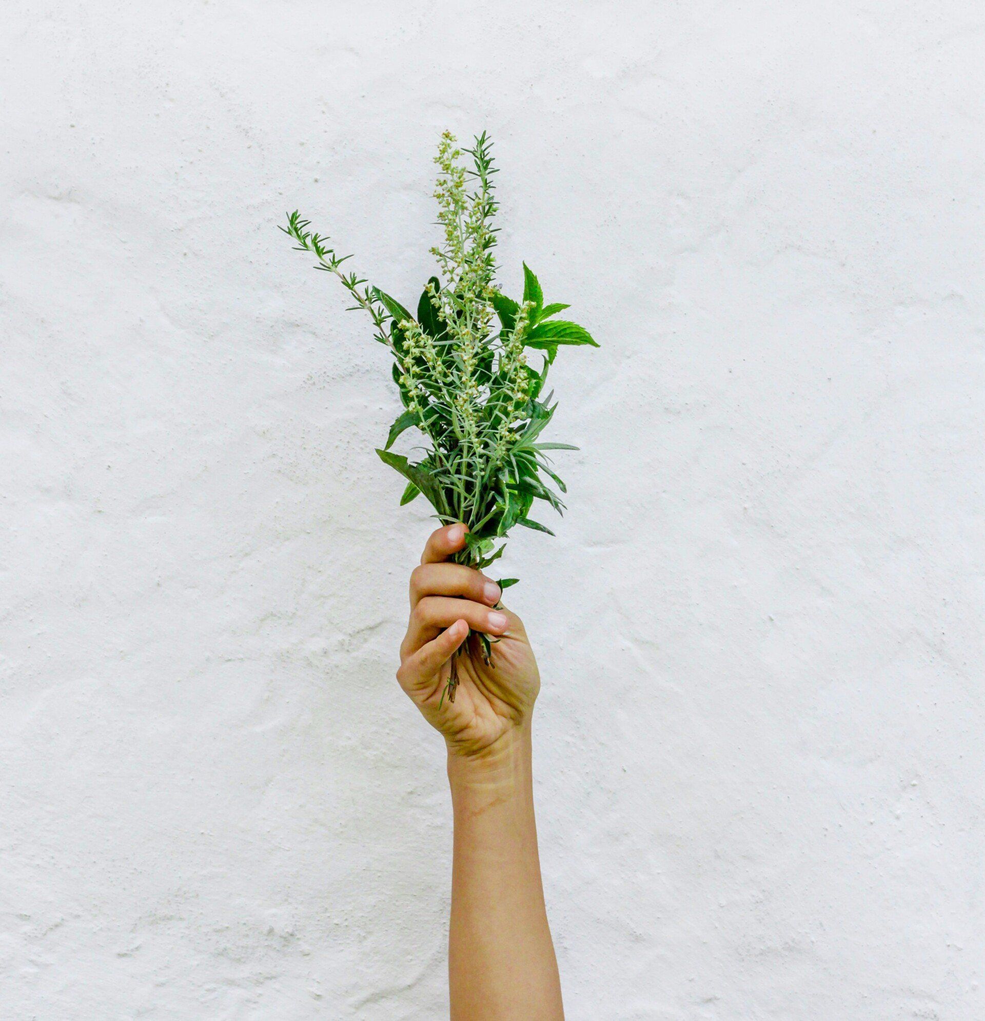 Hand holding a bundle of green herbs against a white textured wall.