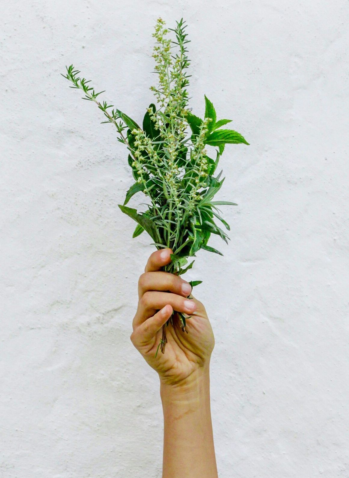 A person's hand holding a bundle of green herbs against a white textured wall.