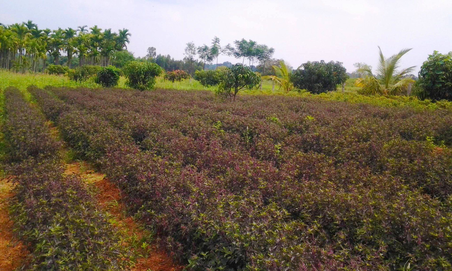 Rows of dark purple plants in a field, with green trees and other vegetation in the background under a bright sky.