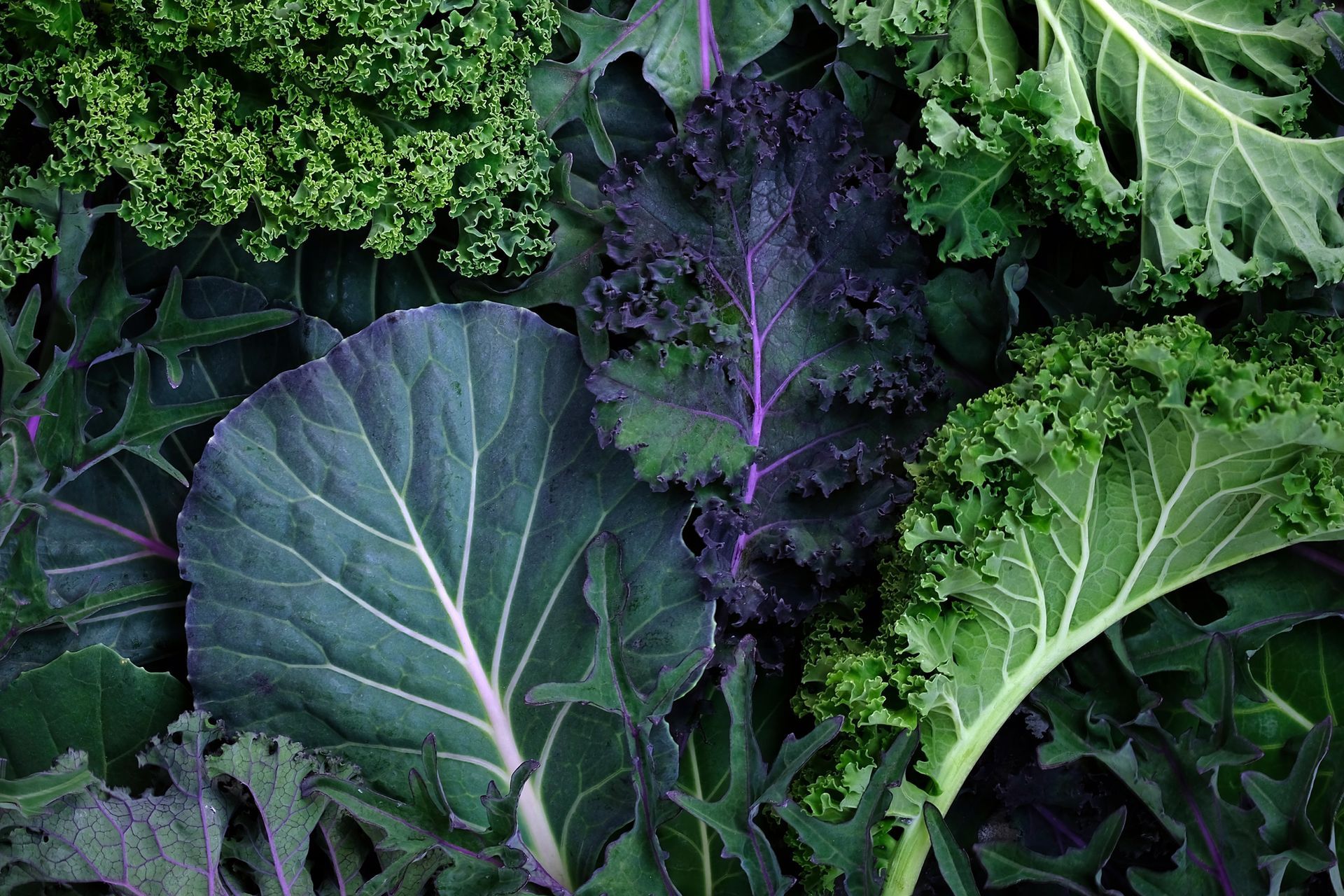 Various types of kale in shades of green and purple, arranged together.