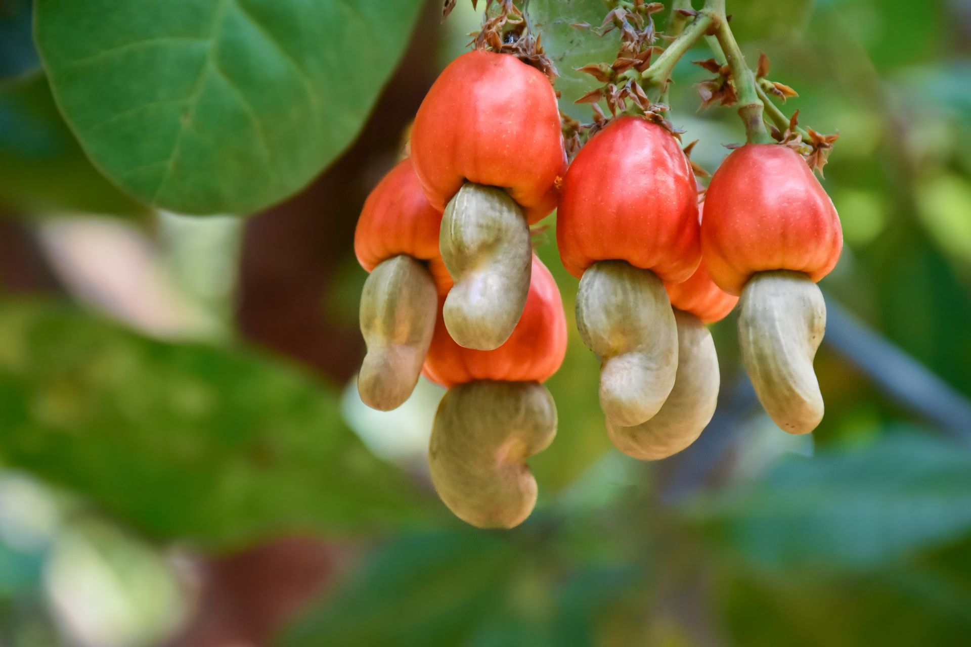 Cashew fruits: Red cashew apples with attached kidney-shaped nuts hanging from a tree branch; green foliage in the background.