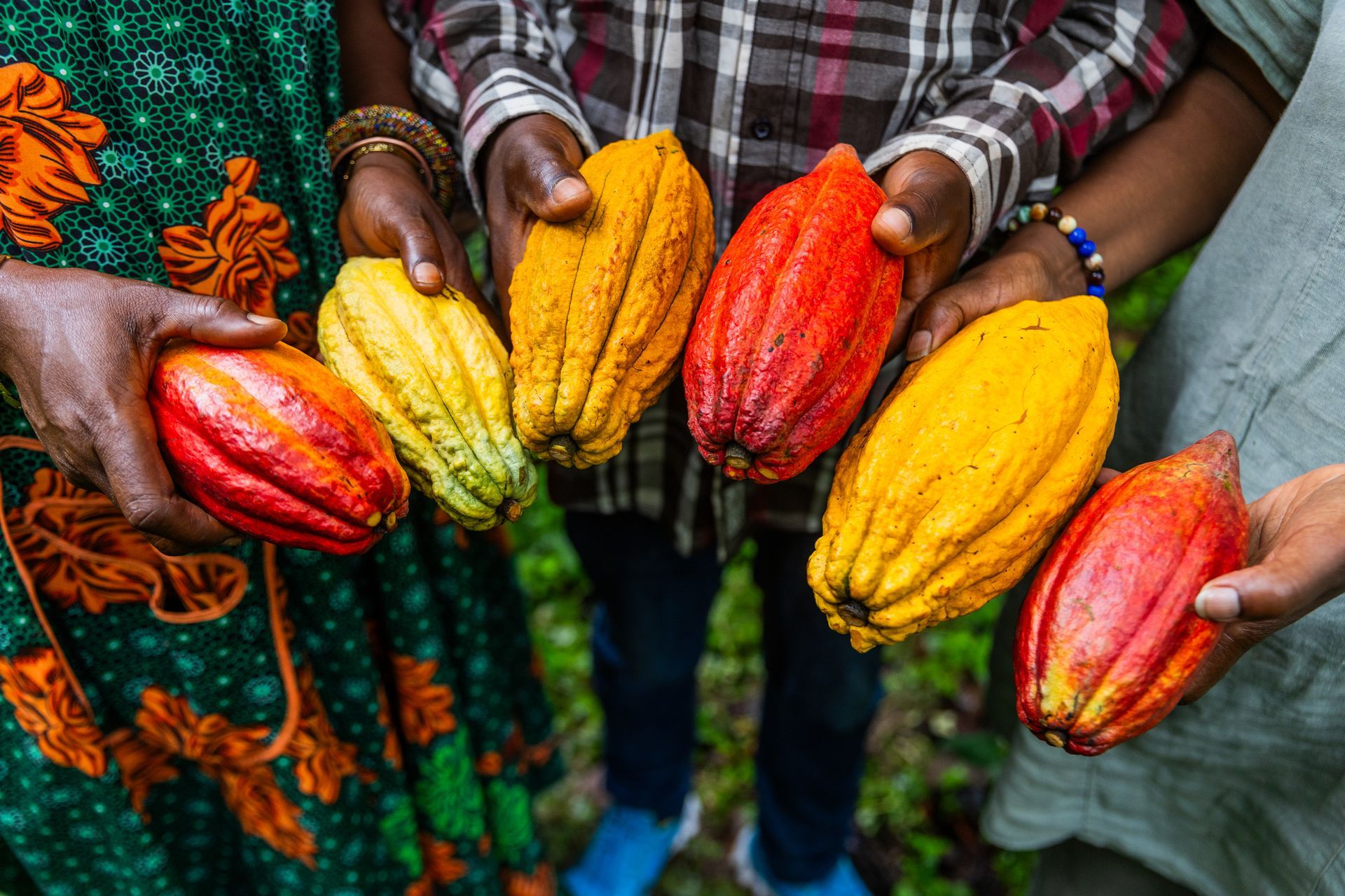 People holding colorful cocoa pods, showcasing the vibrant range of colors in cocoa fruit.