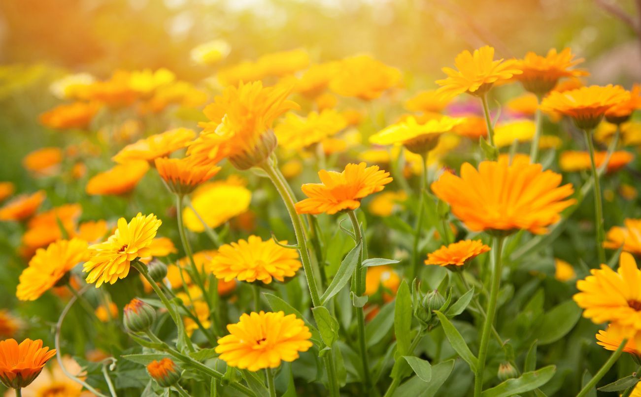Bright orange calendula flowers blooming in a sunny garden.