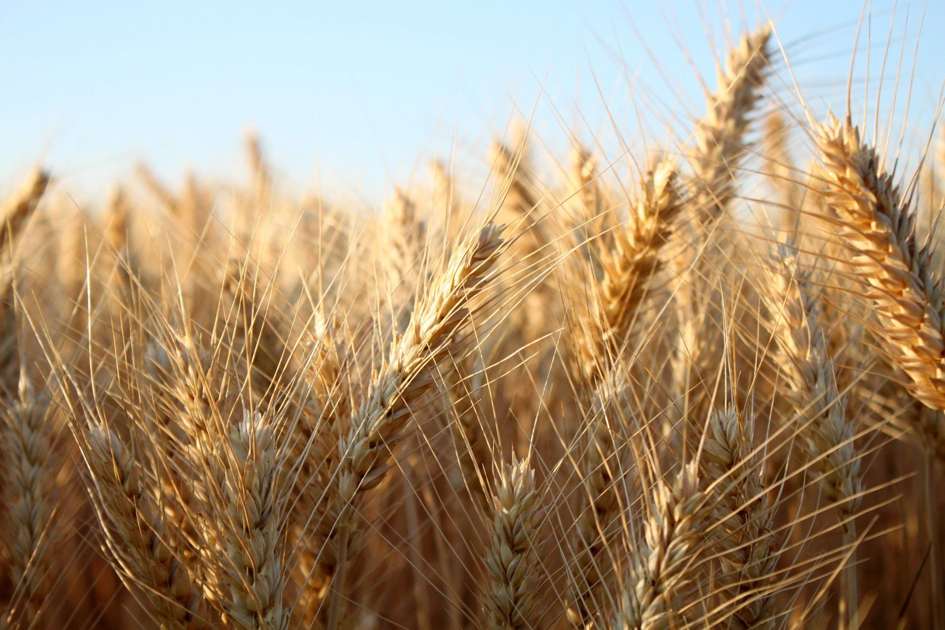 Golden wheat field against a clear blue sky, with close-up focus on several wheat stalks in sunlight.