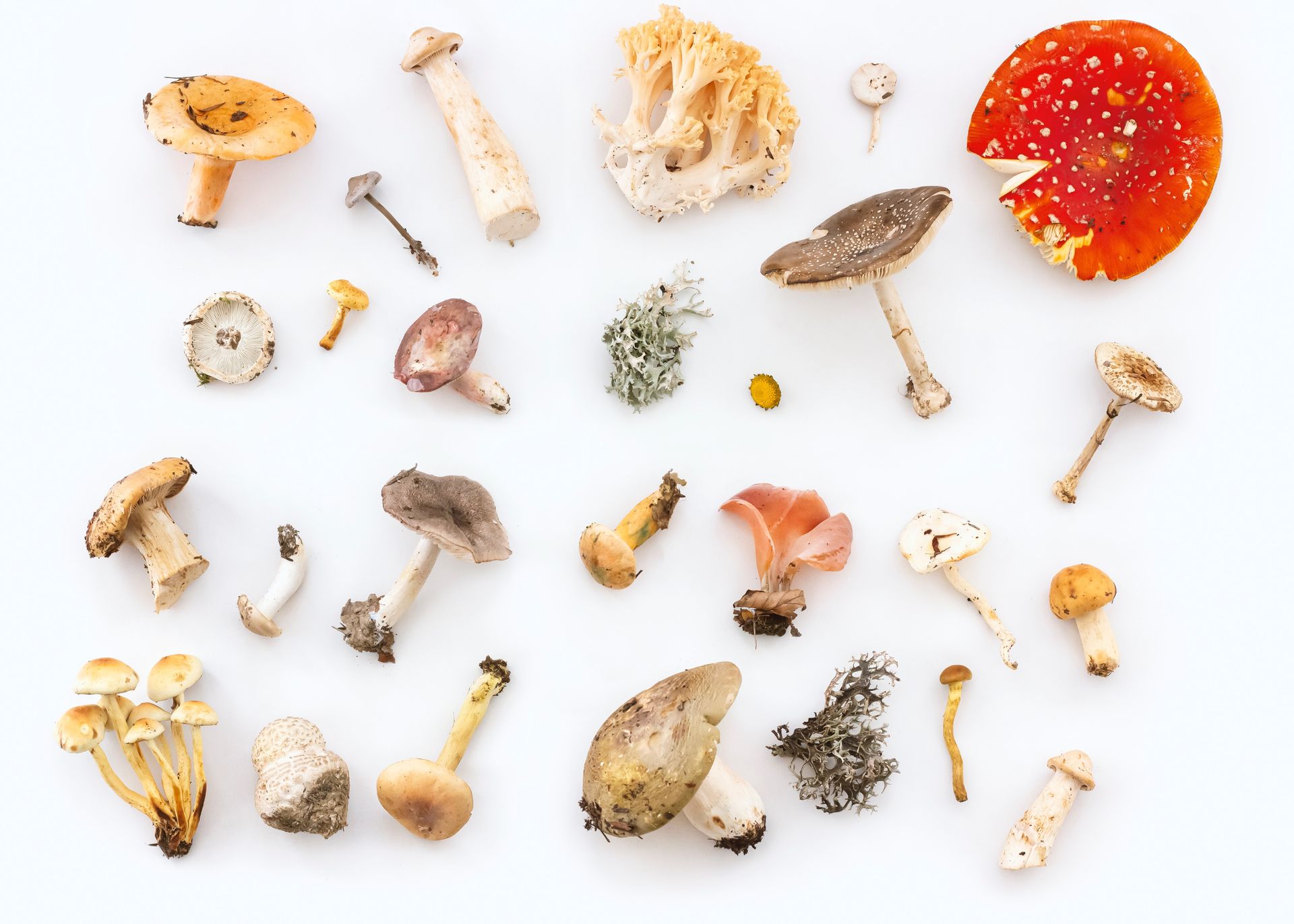 Assorted mushrooms of different sizes, shapes, and colors arranged on a white surface. Includes red, orange, and brown varieties.