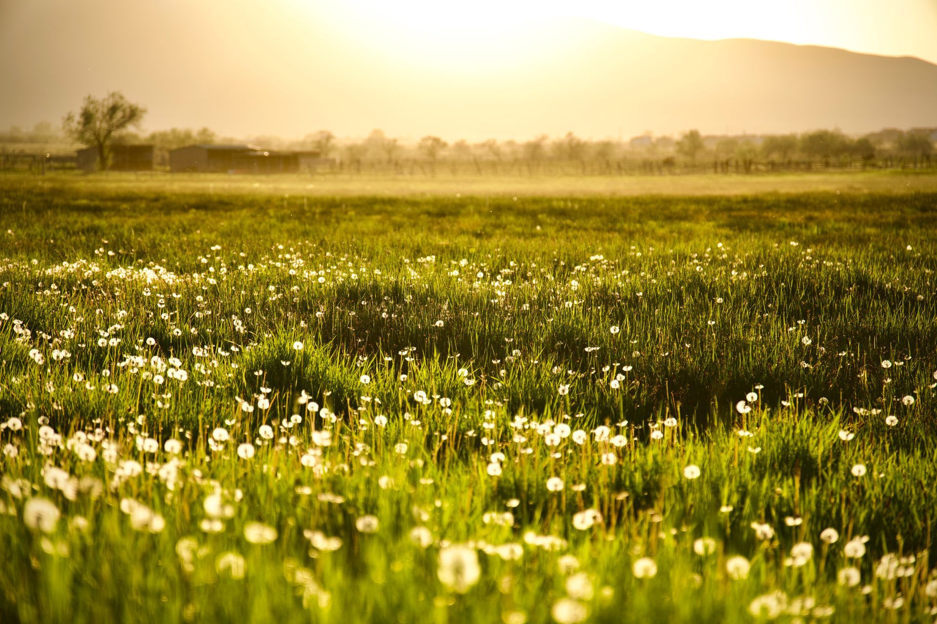 Field of tall green grass and white wildflowers under a warm, hazy sunset. Distant trees and mountains silhouette the horizon.