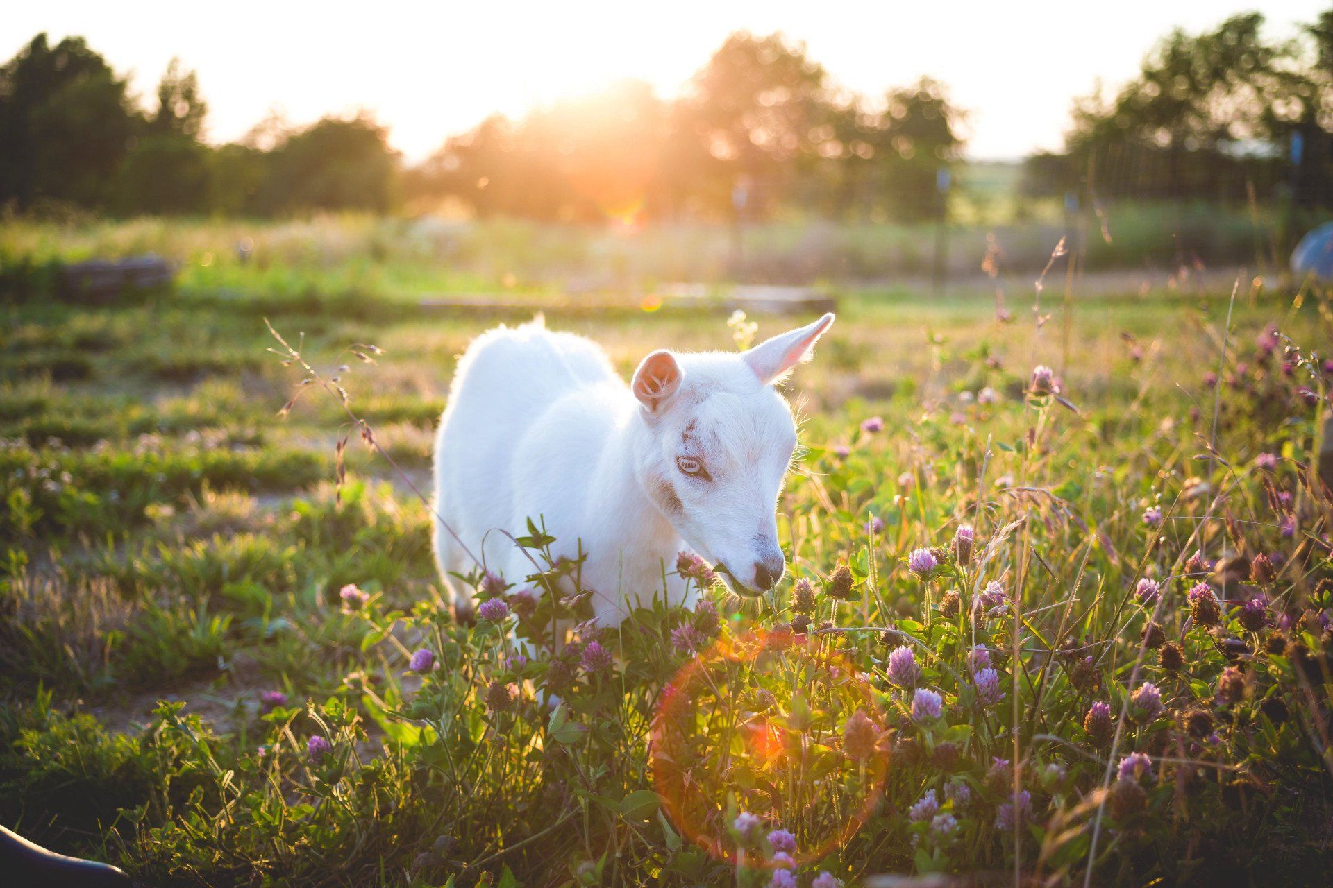 White baby goat in a sunny field of wildflowers; golden light.