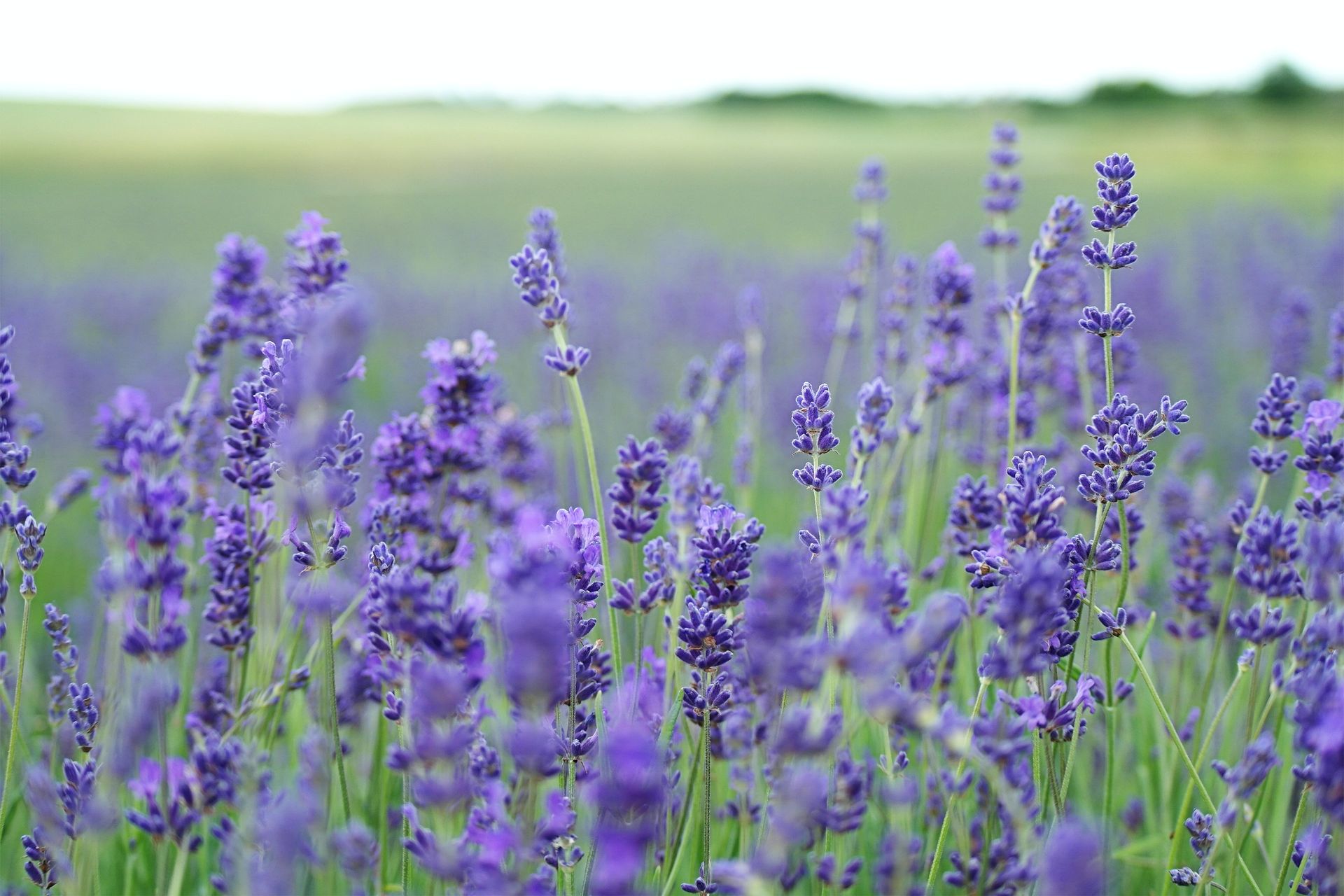 Field of purple lavender flowers in bloom.