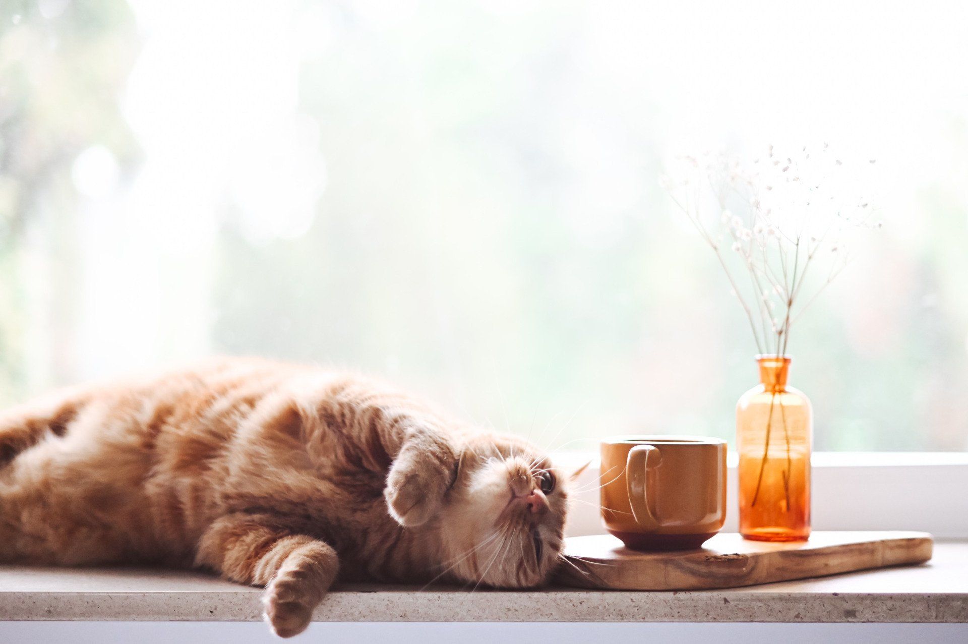 Orange tabby cat asleep on a windowsill, next to a cup of coffee and a vase of dried flowers. Soft, natural light.