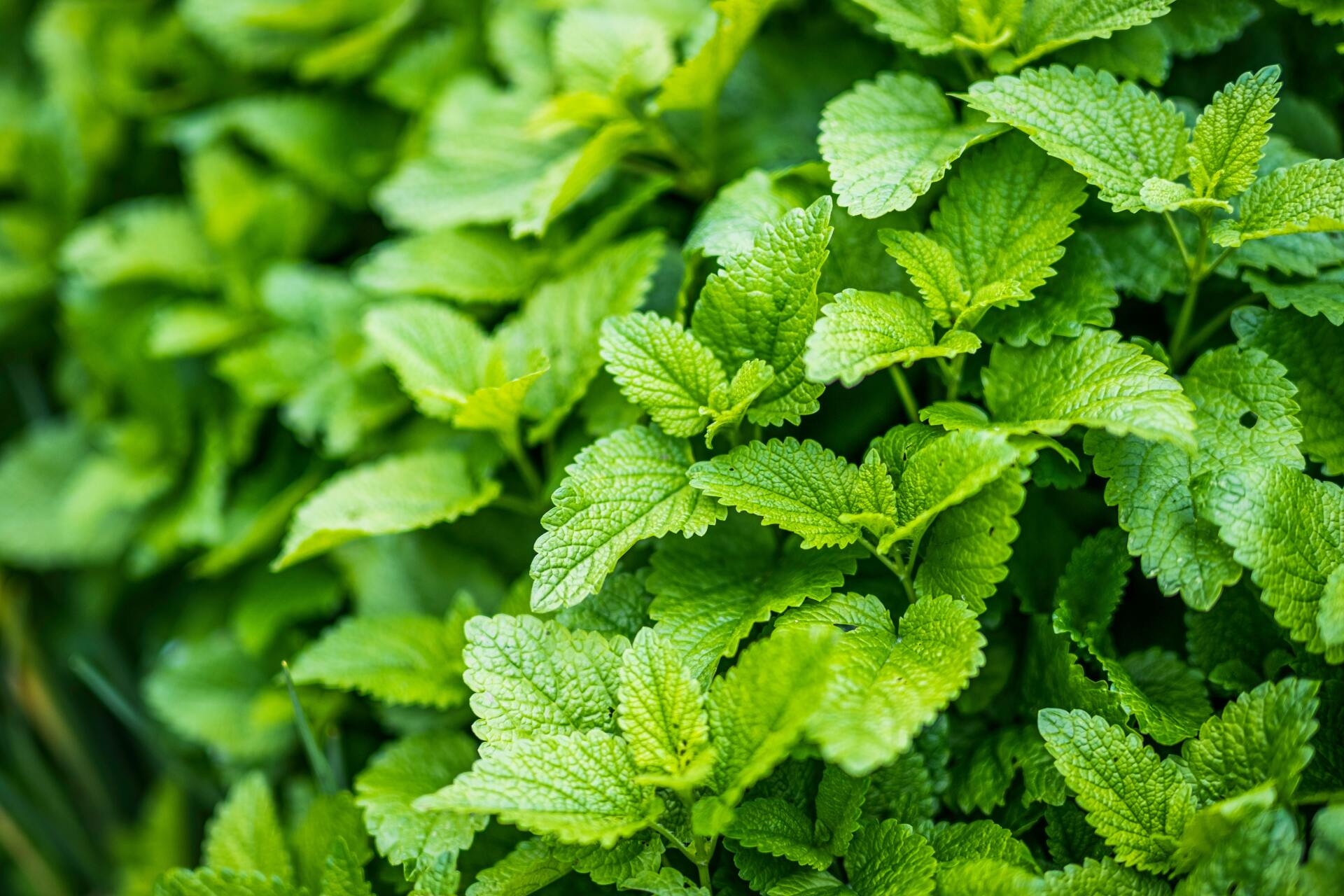 Close-up of bright green lemon balm leaves with textured edges, growing densely.