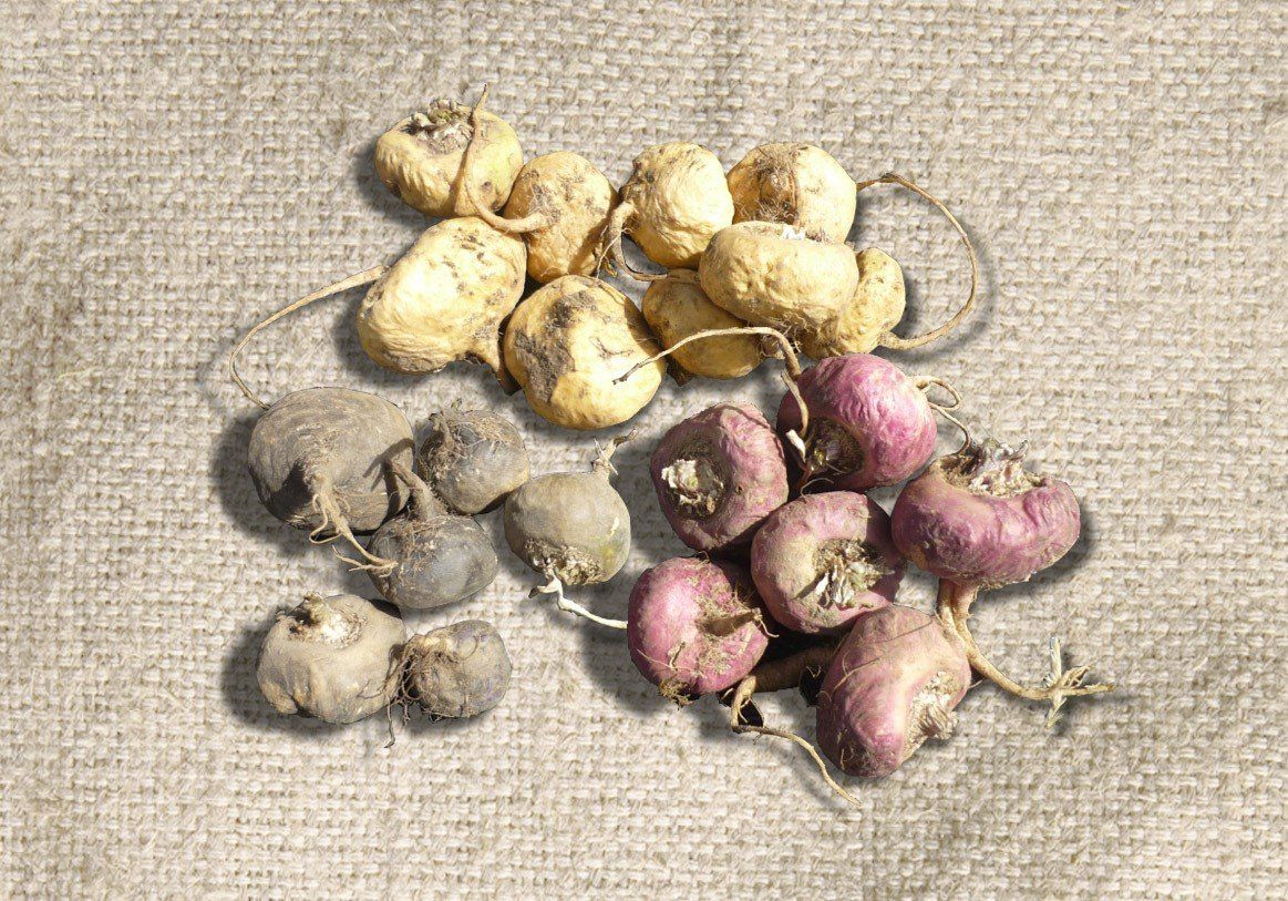 Variety of maca root tubers, in light yellow, purple, and gray hues, arranged on tan burlap fabric.