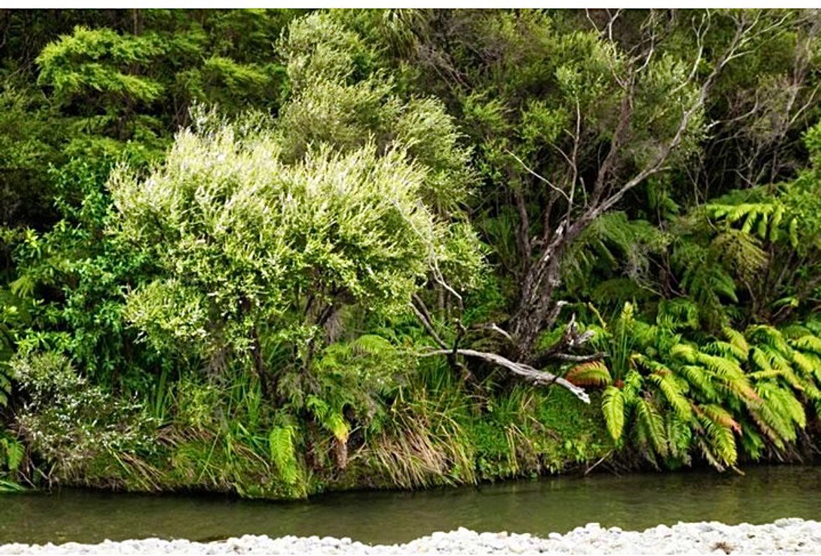 Lush green vegetation lines a riverbank, with trees, ferns, and grassy areas visible. The river's water is dark, and white stones are in the foreground.