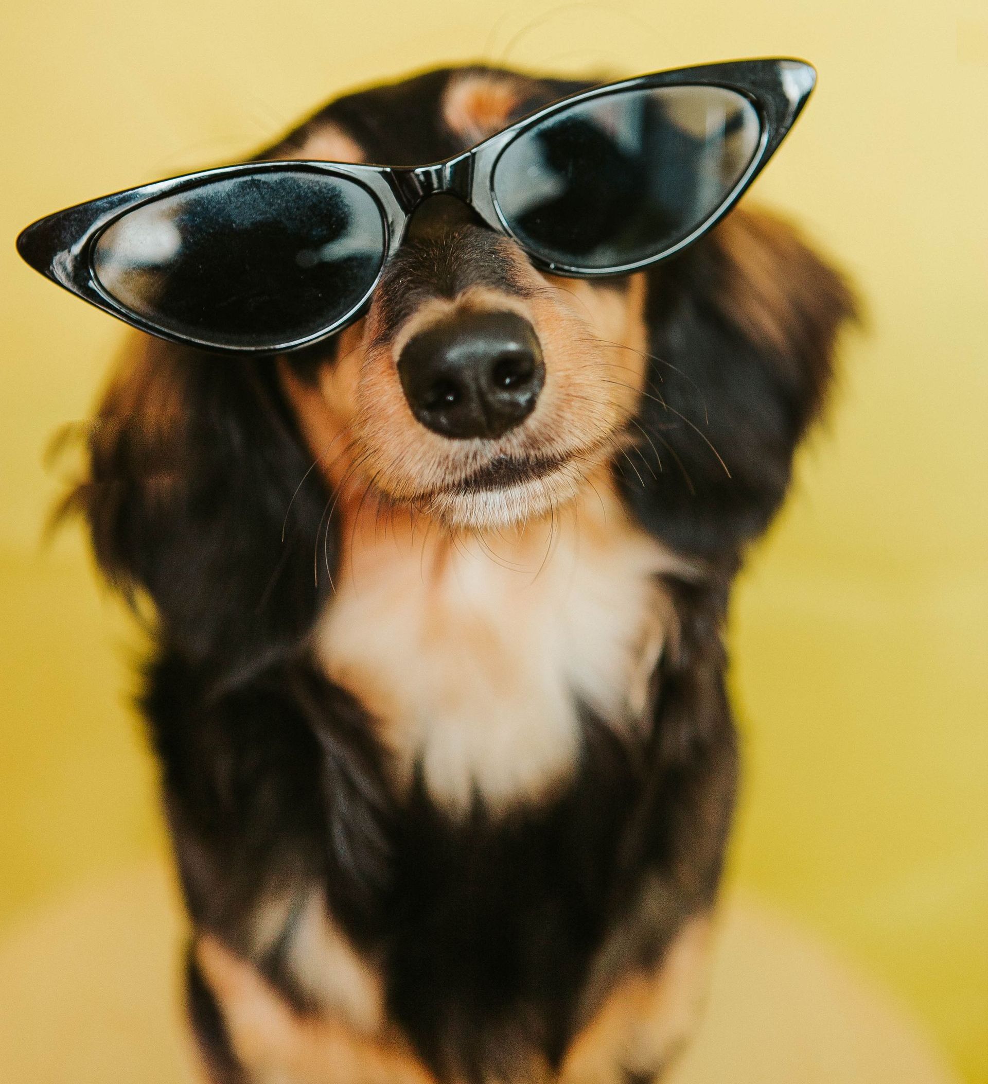 Dachshund wearing retro black sunglasses against a yellow background, looking directly at the camera.