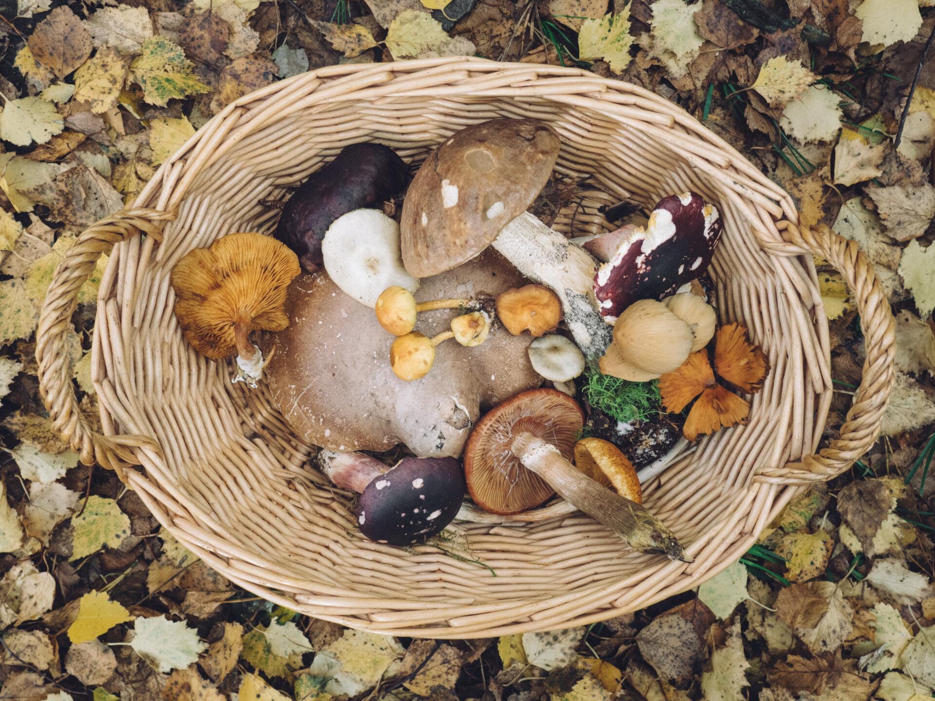 Wicker basket filled with various colorful mushrooms on a bed of fallen autumn leaves.