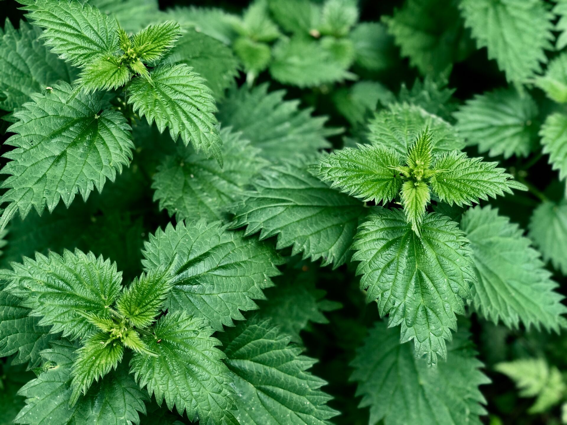 Close-up of bright green stinging nettle plants with toothed leaves.