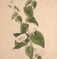Watercolor painting of a climbing vine with green leaves and white morning glory flowers.