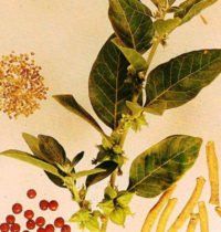Ashwagandha plant with green leaves, small yellow flowers, red berries, seeds, and roots.