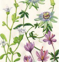 Botanical illustration of various flowering plants: white, blue, and purple blossoms with green vines and leaves on a white background.
