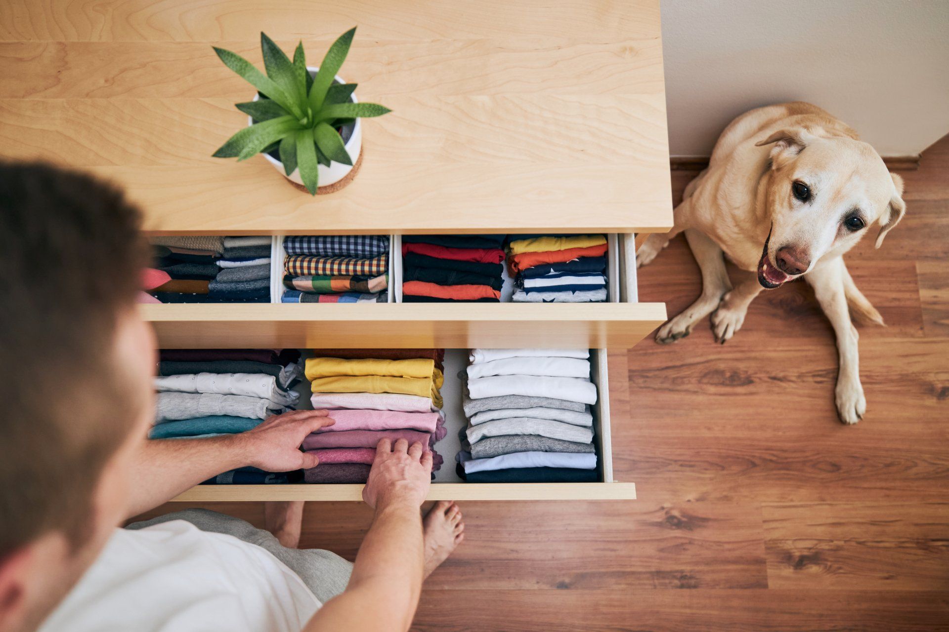 A person folding clothes in a drawer while a yellow Labrador sits nearby, looking up. Wooden floors and a plant are also present.
