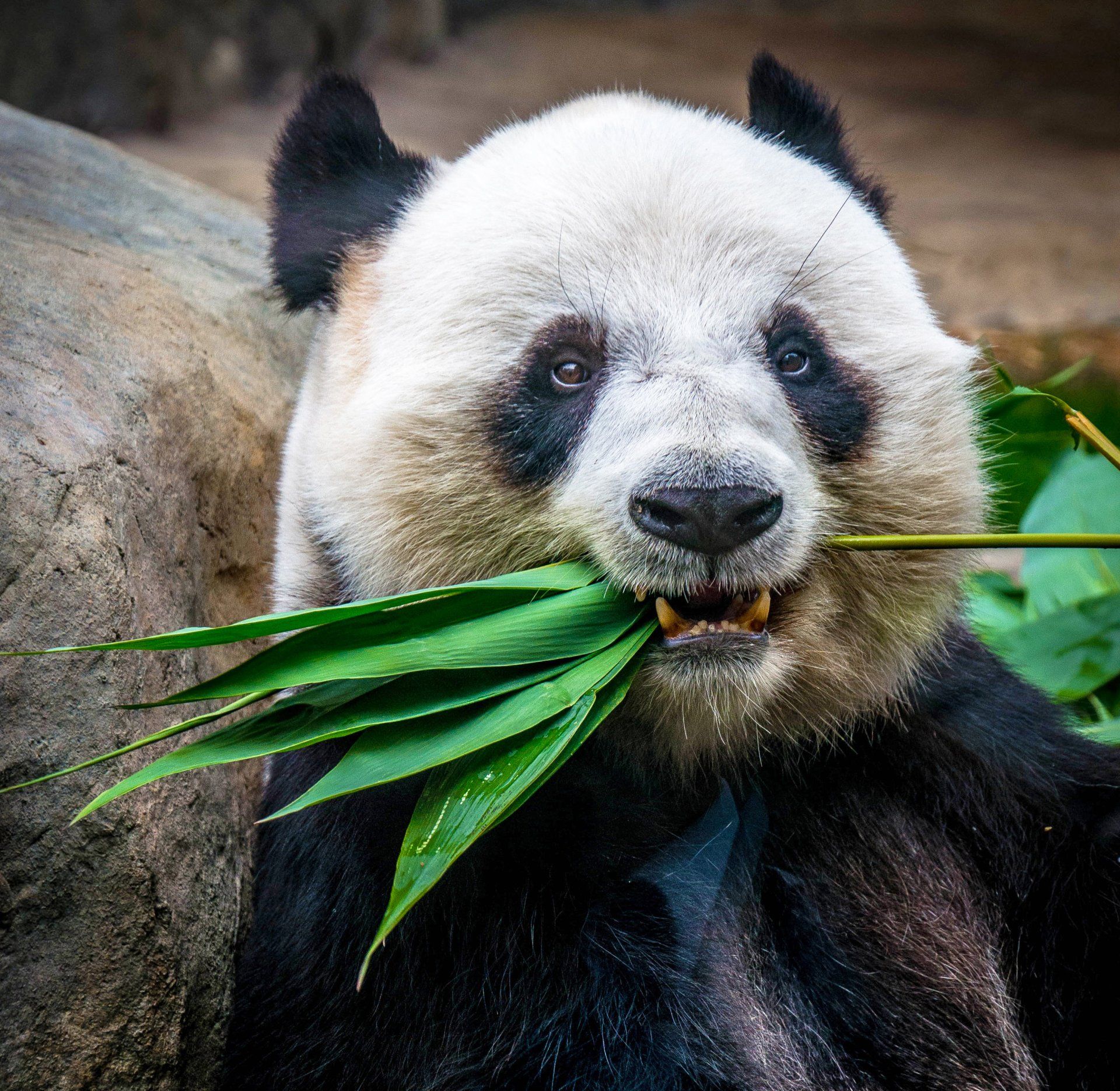 Panda eating bamboo leaves, black and white fur, green leaves, outdoors.