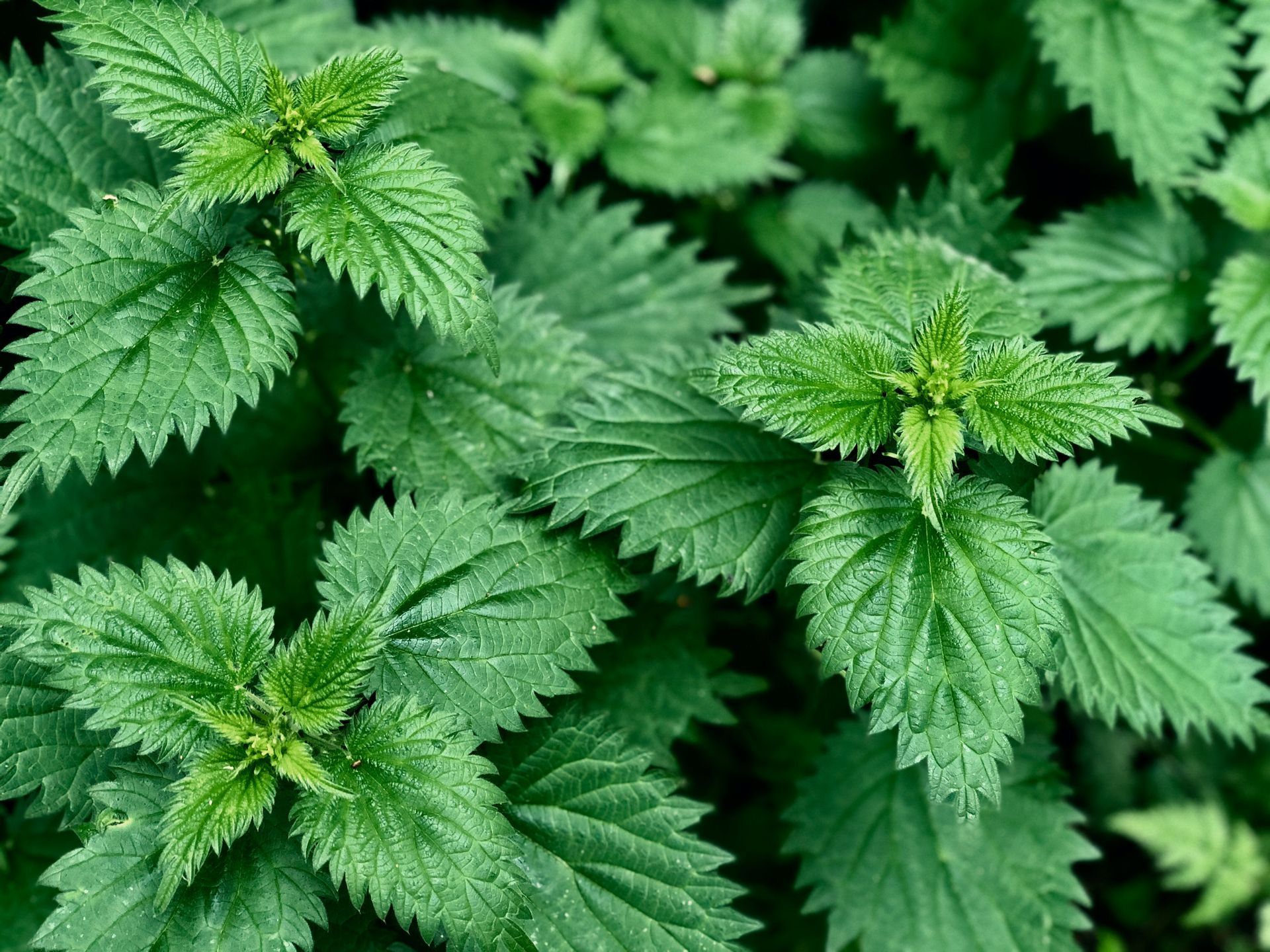 Close-up of vibrant green stinging nettle plants with serrated leaves.