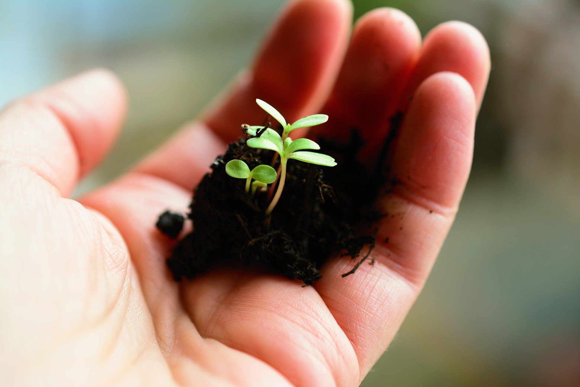 Hand cradles a small clump of dark soil with several tiny green sprouts emerging.