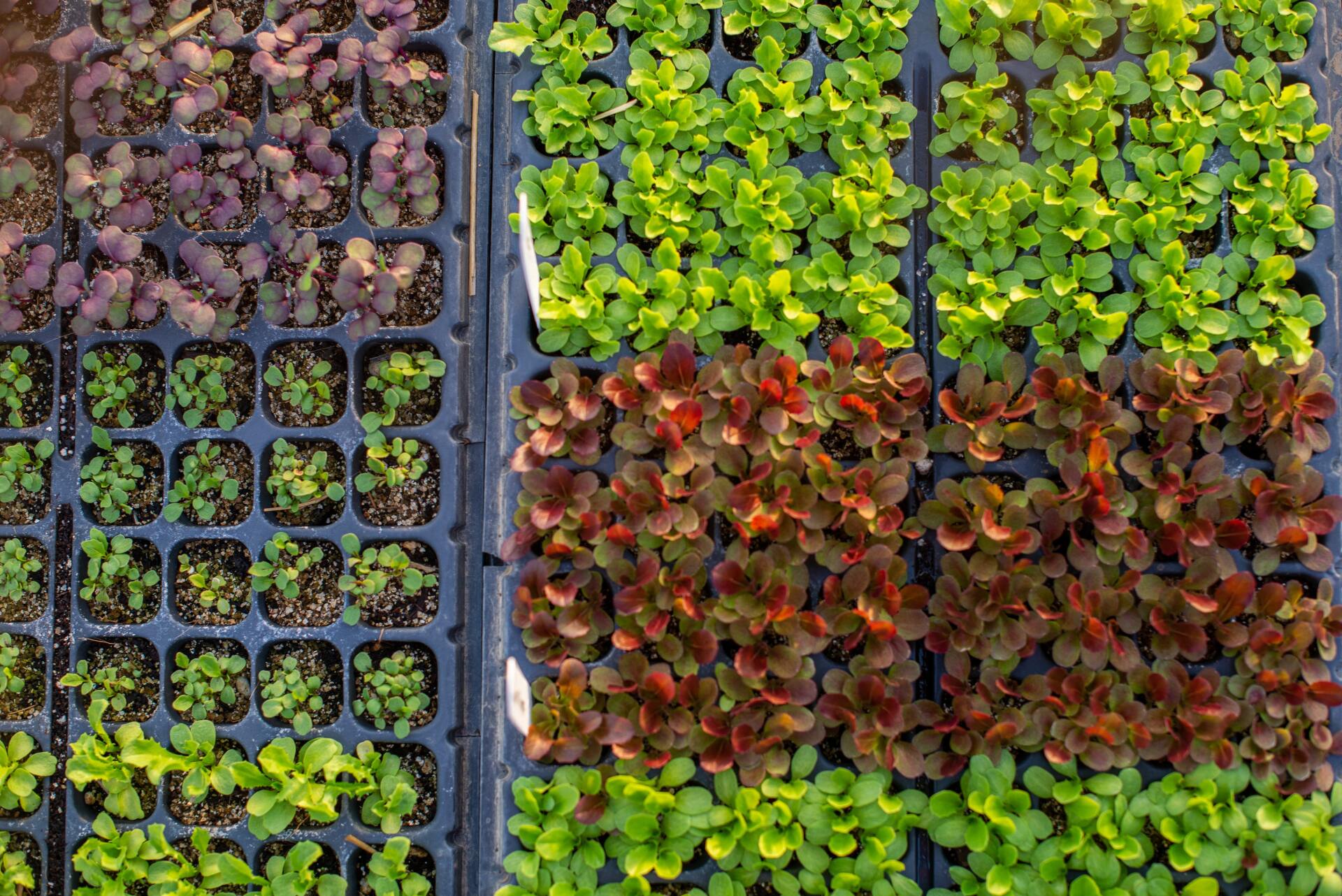 Overhead shot of seedling trays filled with various colorful leafy greens, ready for transplanting.