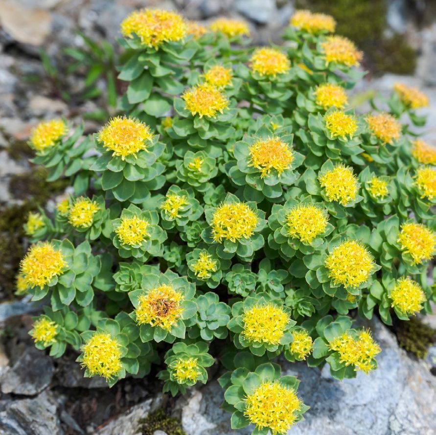 A cluster of Rhodiola rosea plants with vibrant yellow flower clusters and green, rounded leaves growing among gray rocks.