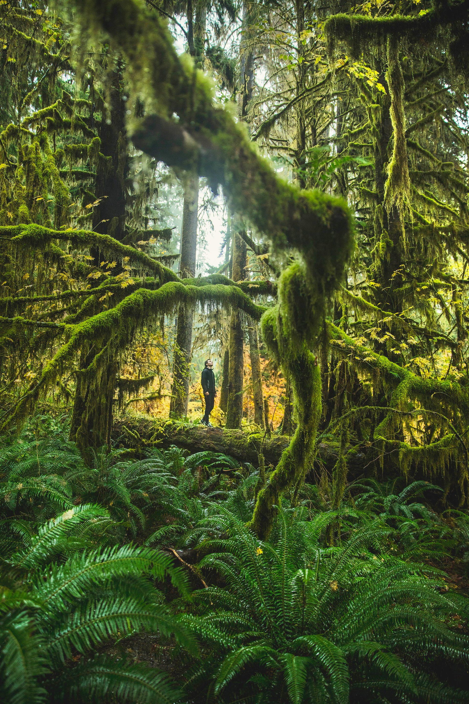 A person stands at the end of a path, surrounded by lush green ferns and mossy trees in a forest.