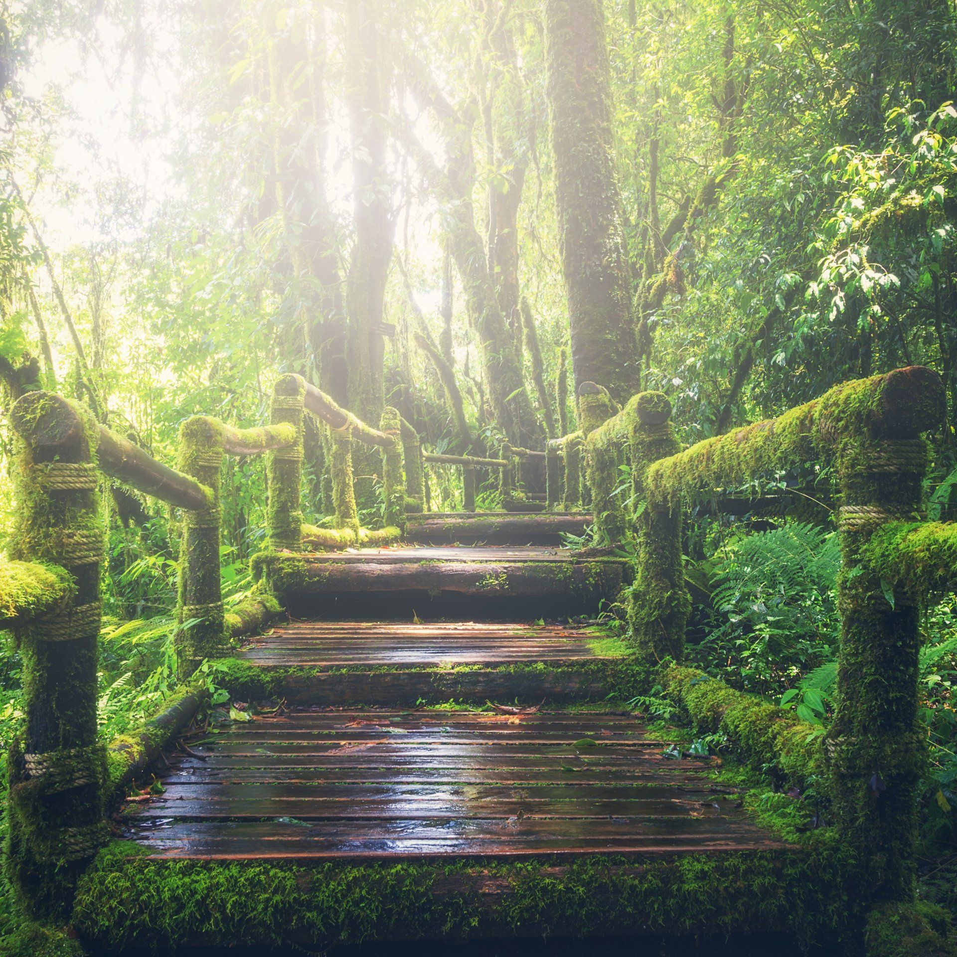 Wooden bridge covered in moss ascends into a sunlit forest. Lush green foliage surrounds the path.