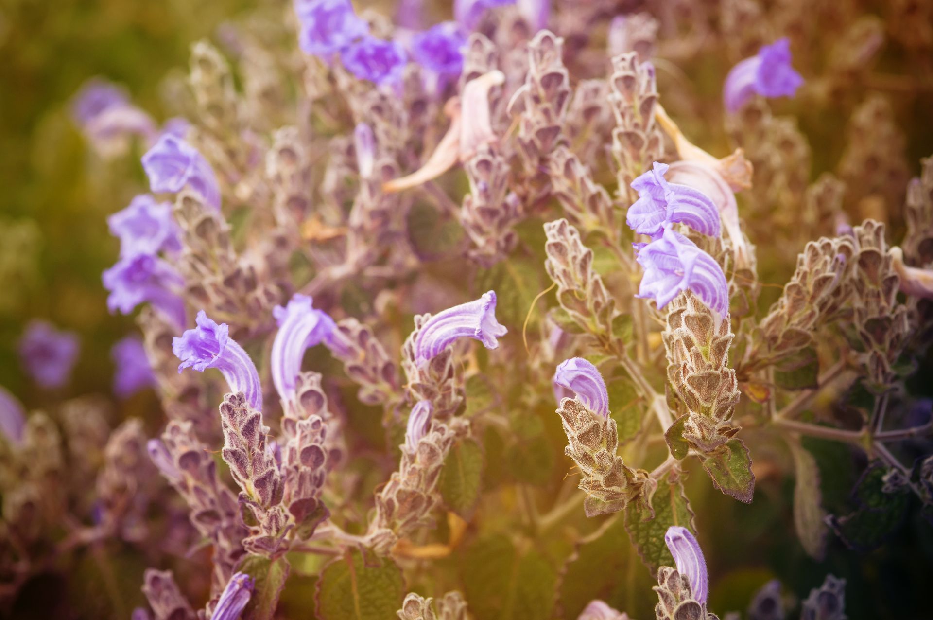 Purple flowers in bloom on a plant with brown stems and green leaves, with a warm yellow and brown backdrop.