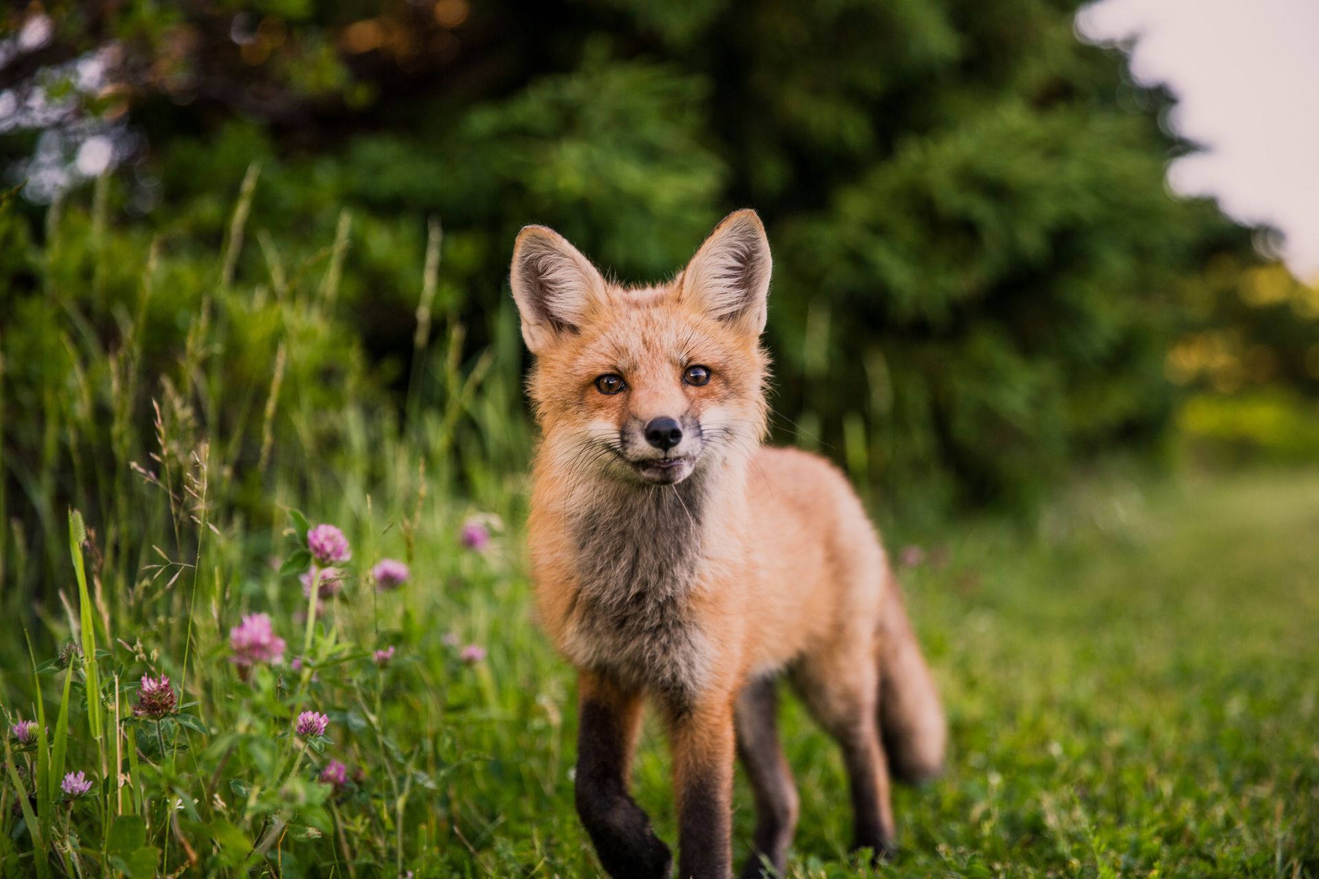 A red fox stands in a grassy field with wildflowers, facing the camera. Green trees and foliage form the background.