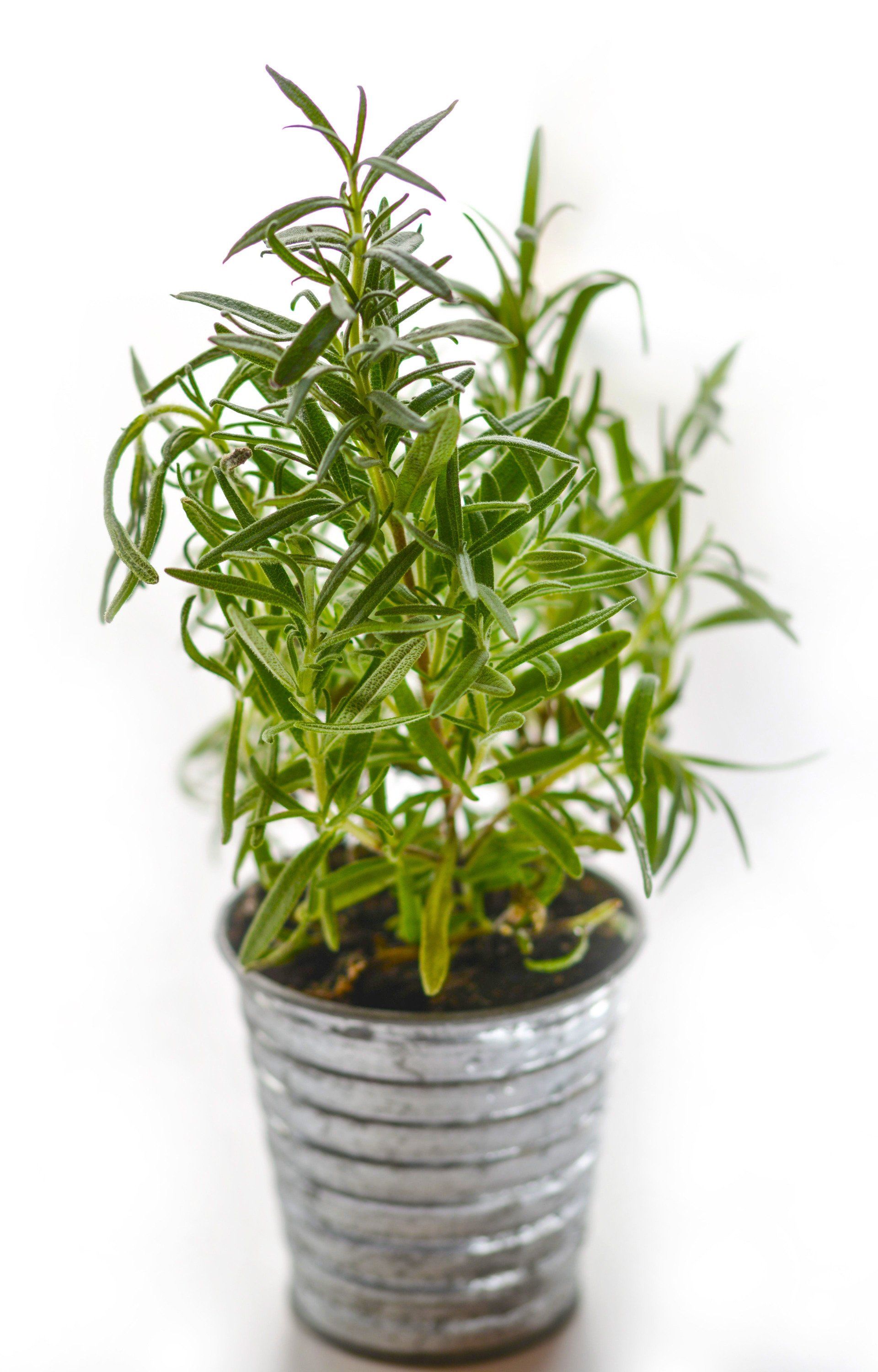 Rosemary plant in a galvanized metal pot against a white background.
