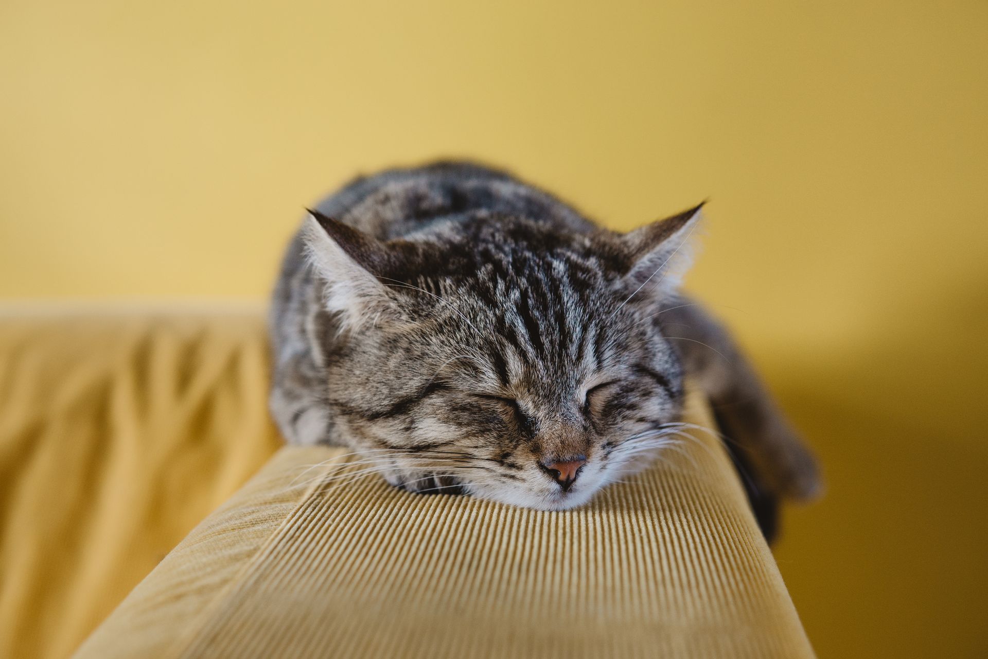 A tabby cat sleeping on a yellow couch. The cat's eyes are closed, and it appears relaxed.