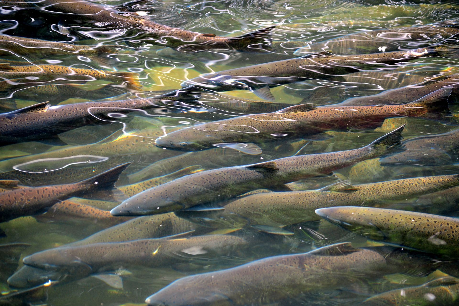 Many brown fish swimming close together in shallow, clear water. The water reflects light and shows some ripples.