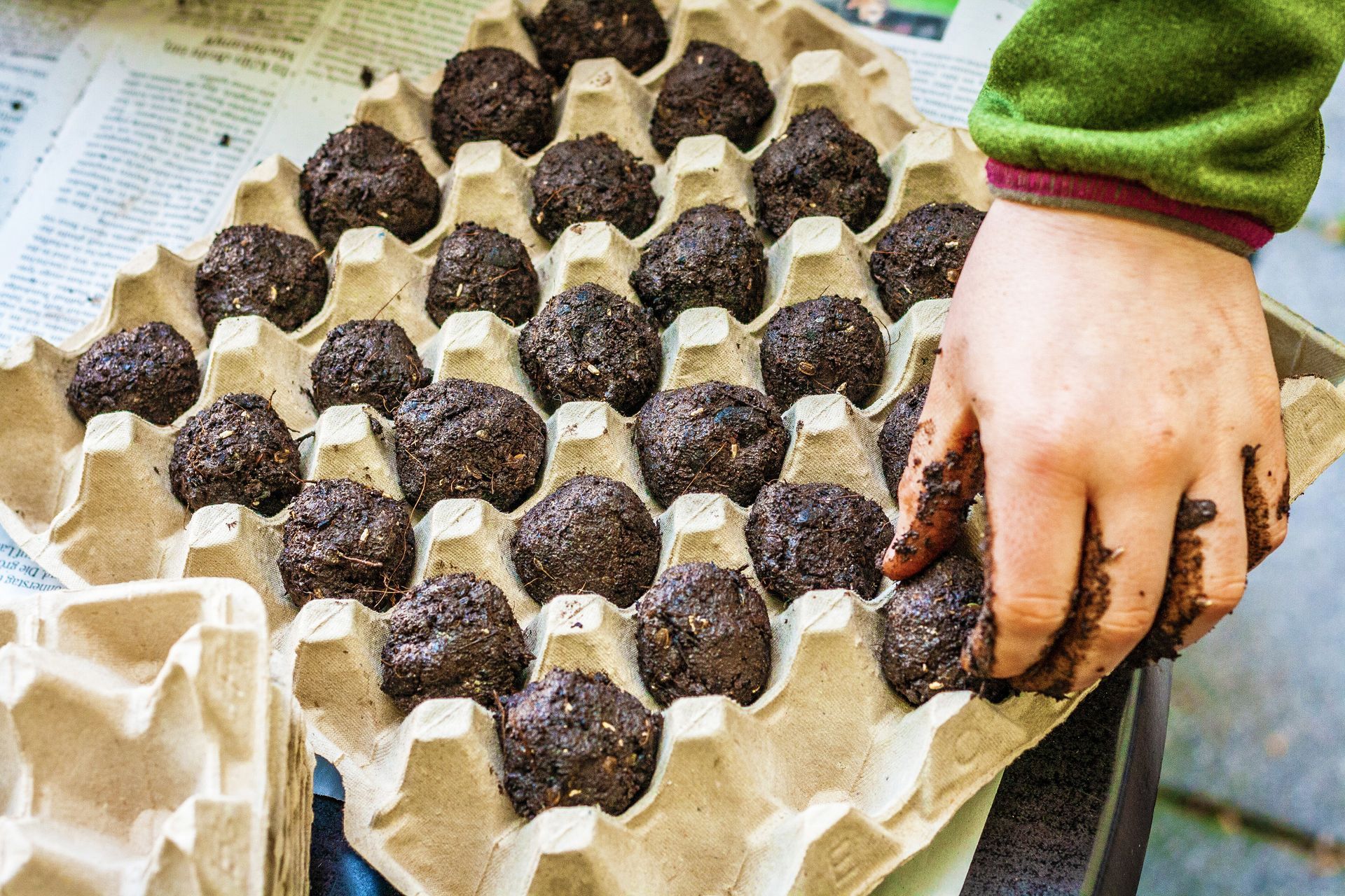 A person's hand placing soil seed balls into an egg carton. The soil is dark brown. The carton is beige.