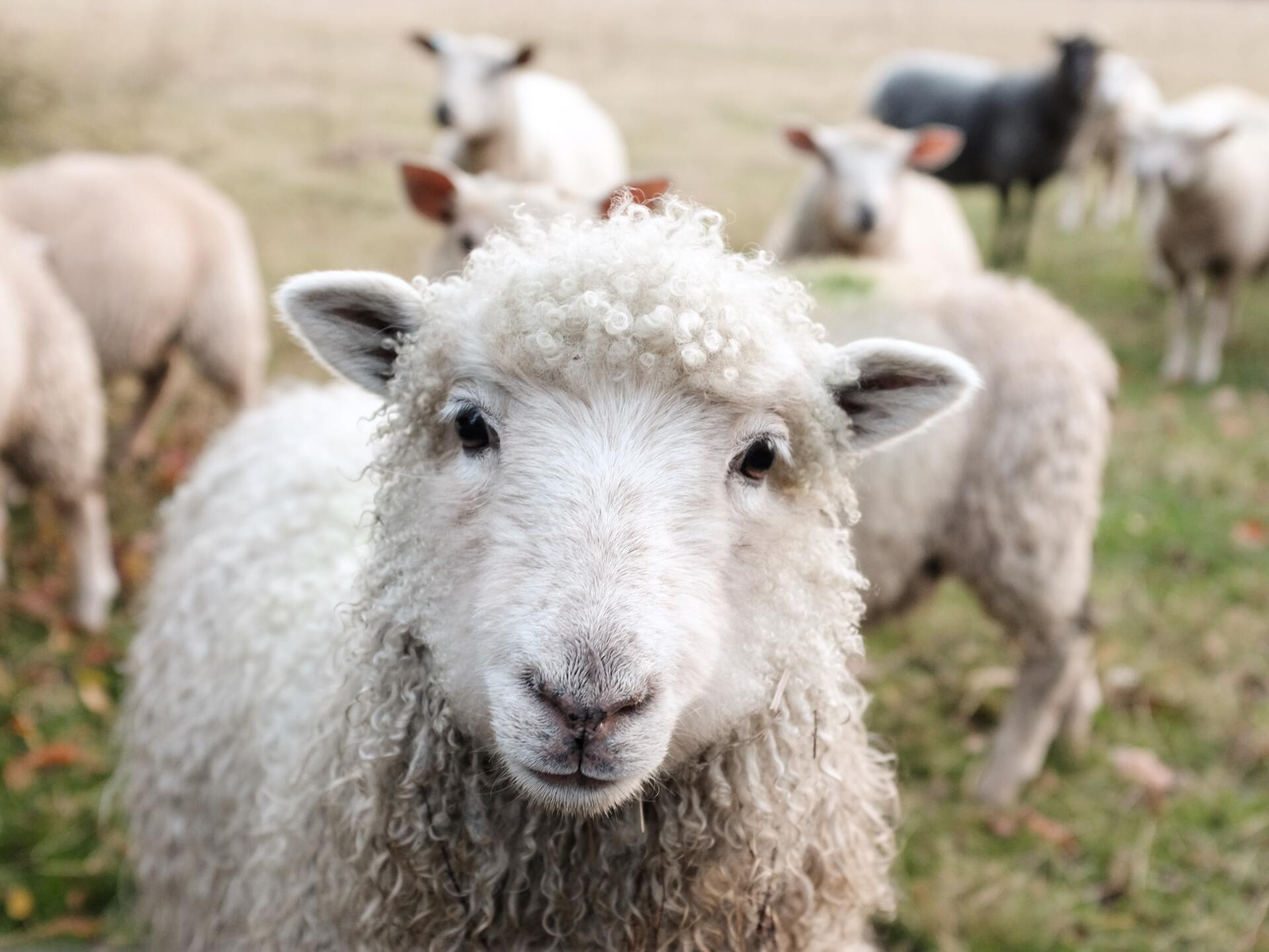 Close-up of a white sheep with curly wool looking directly at the camera, surrounded by other sheep in a grassy field.