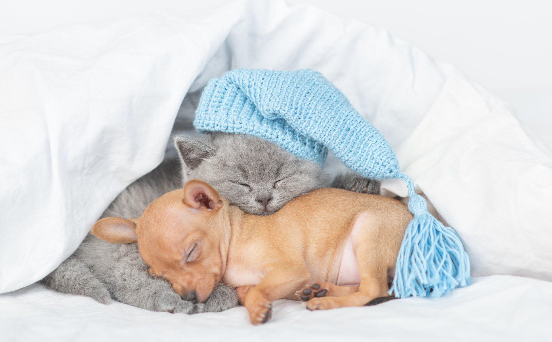 A sleeping gray kitten and a small brown dog cuddle under white blankets, wearing a blue knit hat.