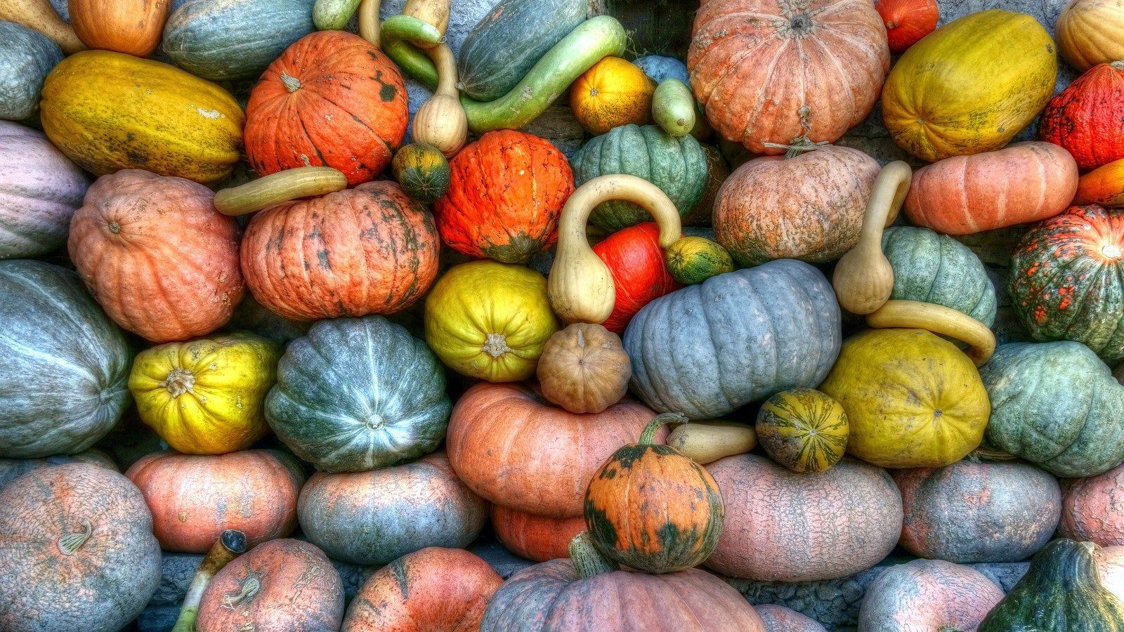 Pile of colorful pumpkins and gourds in various shapes and sizes, including orange, yellow, blue, and green.