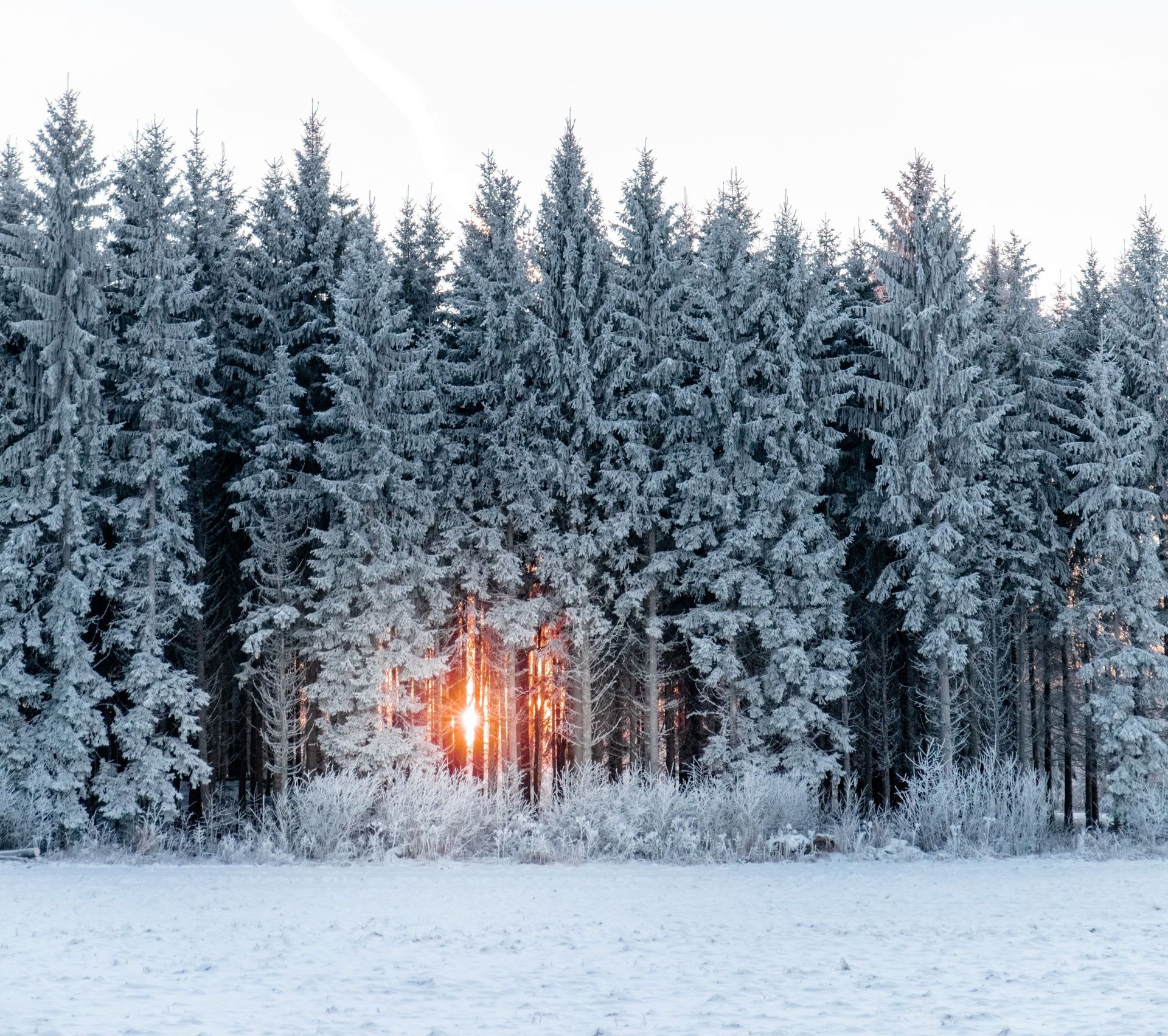 Snow-covered evergreen trees with sunlight peeking through the middle of the forest, creating a warm, golden glow.