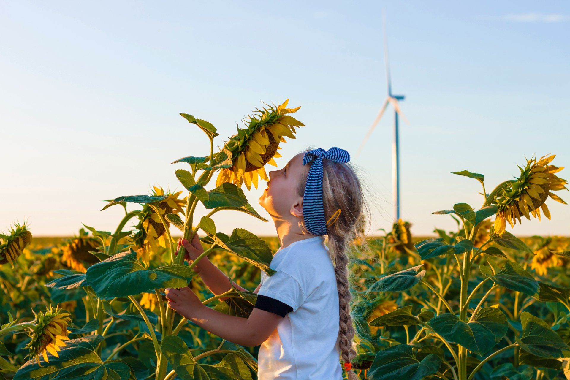 A young girl in a field of sunflowers, smelling a large bloom. A wind turbine is in the background.