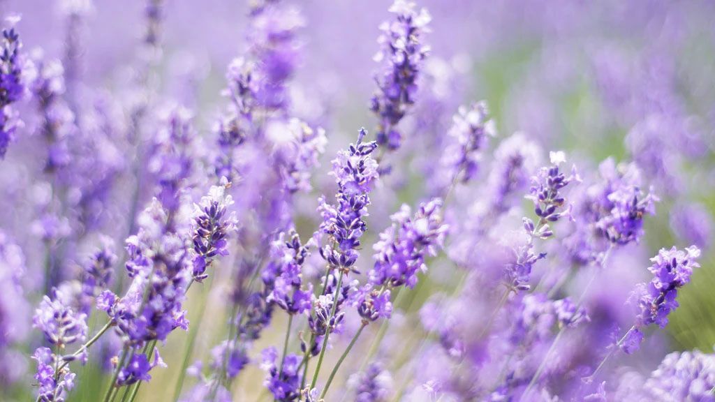 Lavender flowers in various shades of purple, swaying gently in a field.