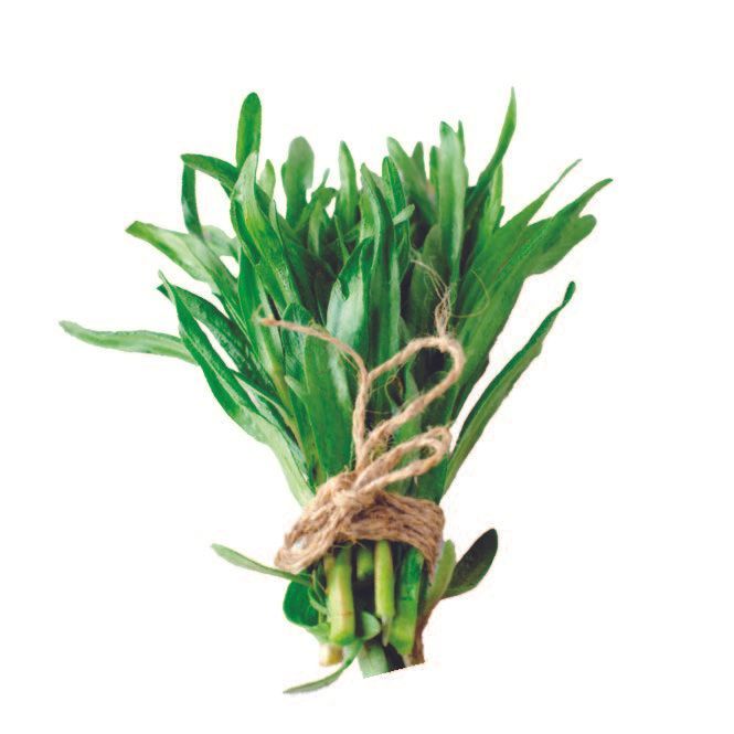 A bundle of fresh, green tarragon tied with twine against a white background.