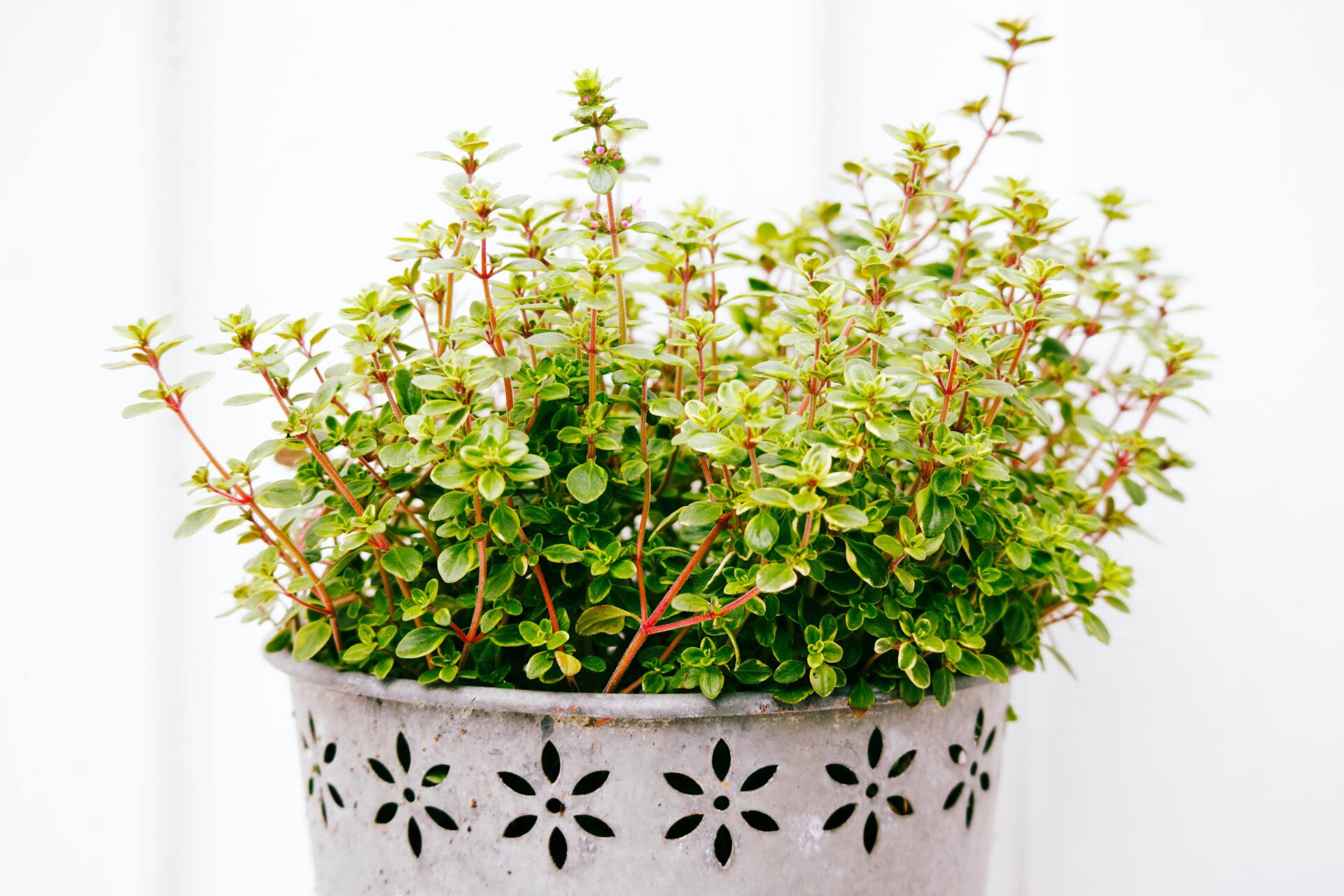 Potted thyme plant with small green and white leaves, set against a white background.