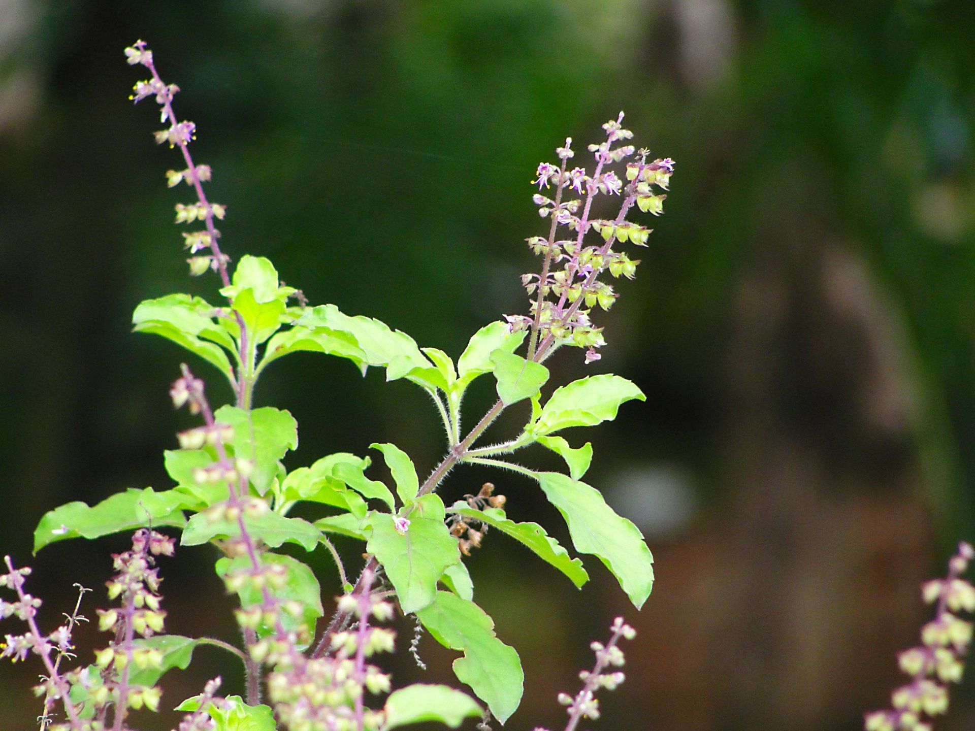 A close-up of a holy basil plant with green leaves and purple flower spikes, set against a blurred green background.