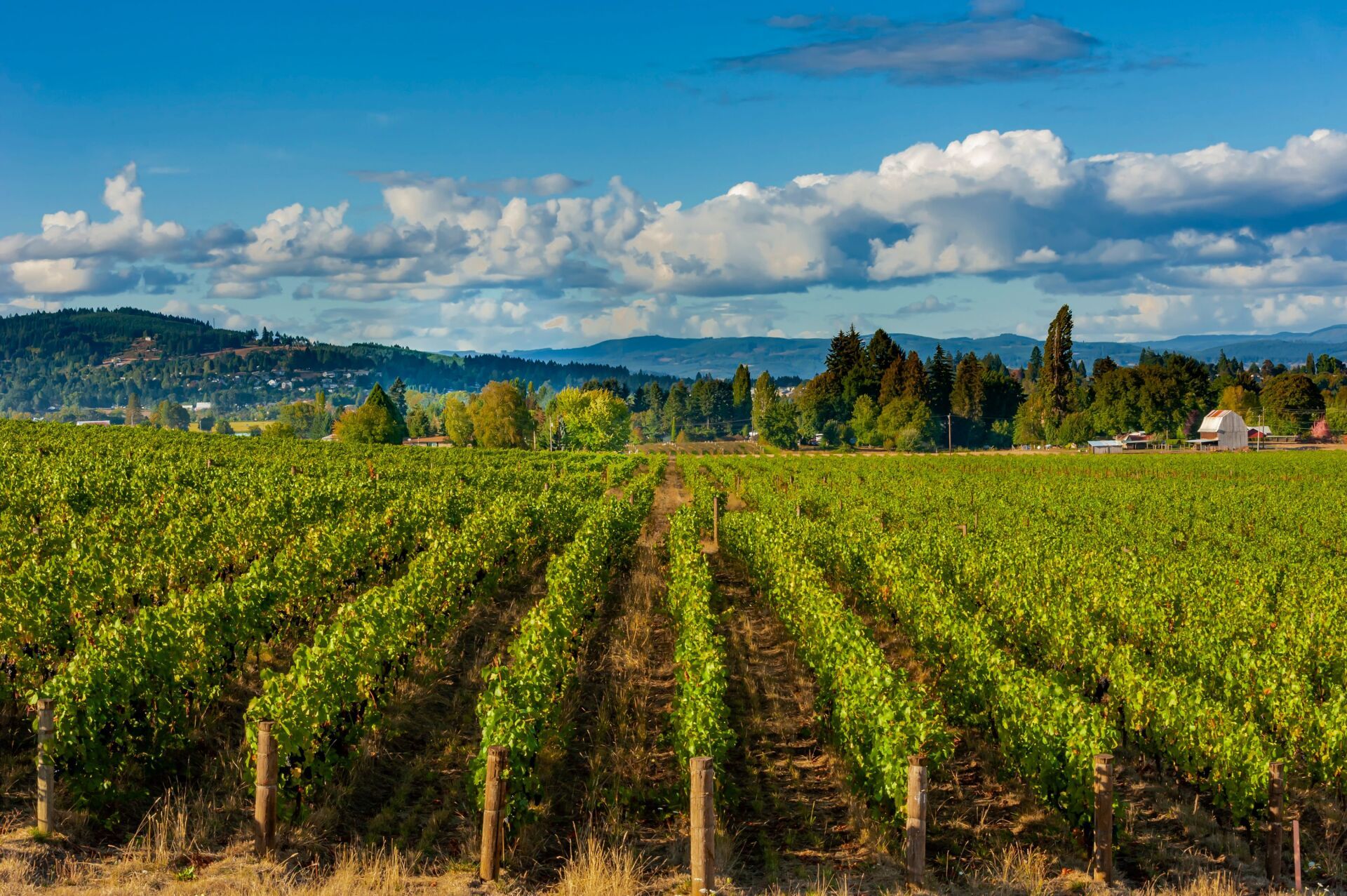 Vineyard with rows of green grapevines, under a blue sky with white clouds. Hills and trees in the background.