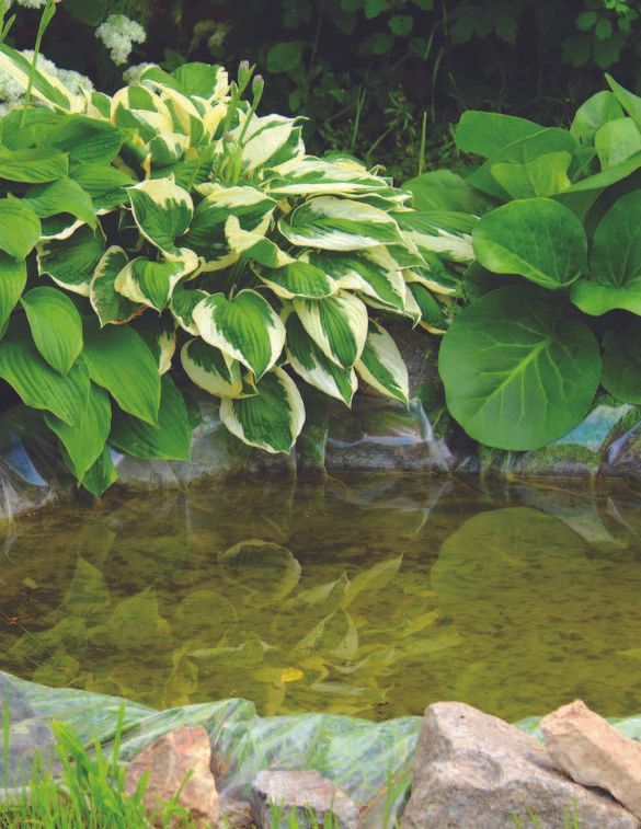 Pond with green plants, including a hosta with white-edged leaves, reflecting on the murky water.